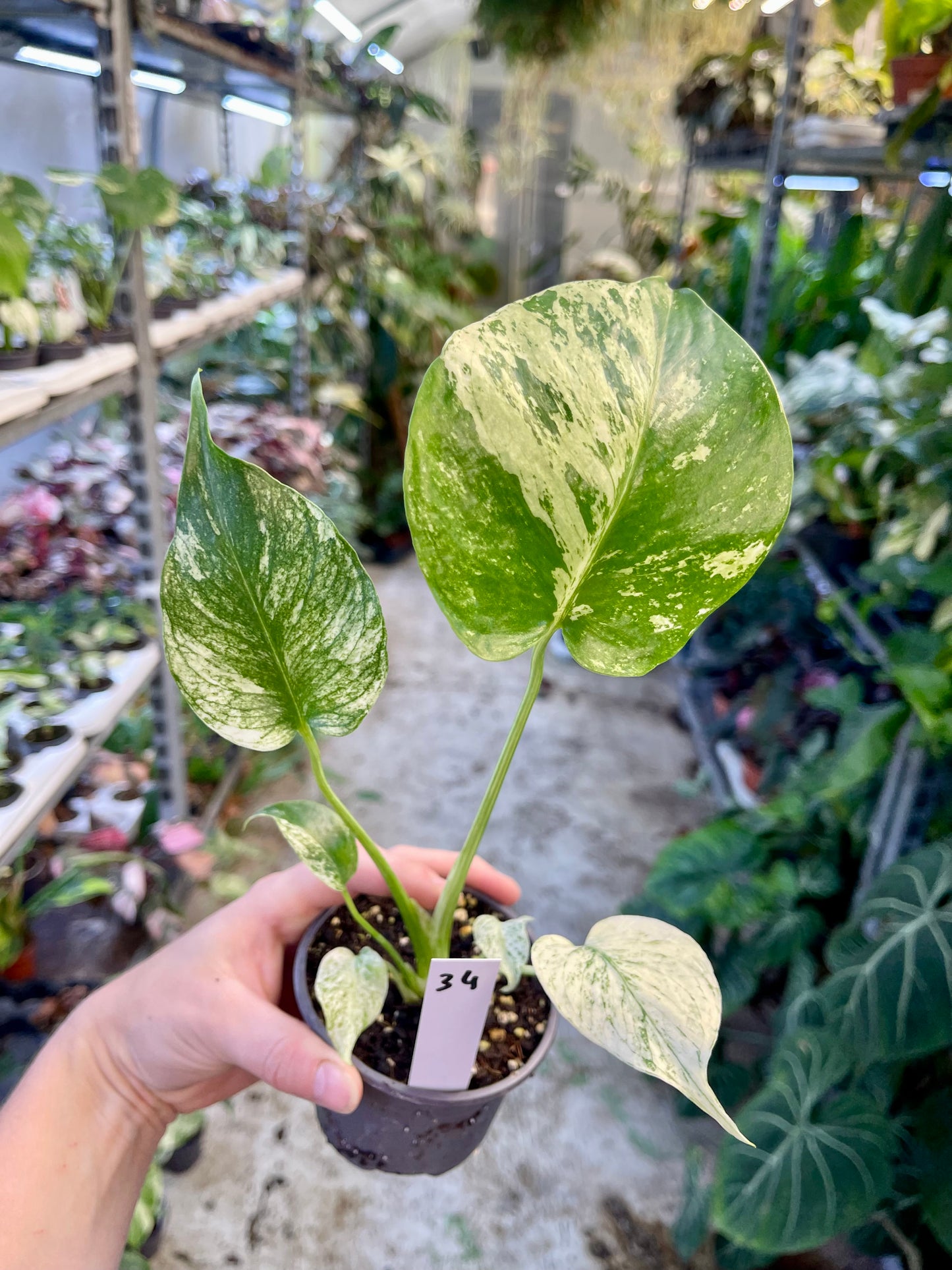 MONSTERA WHITE MONSTER M NEW