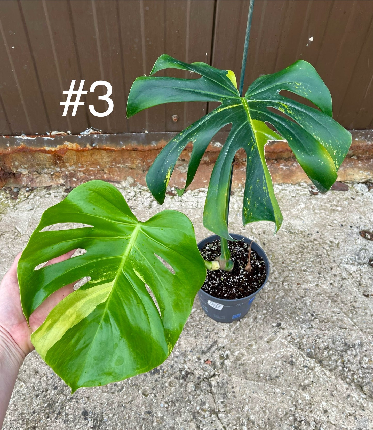 Monstera deliciosa yellow mint