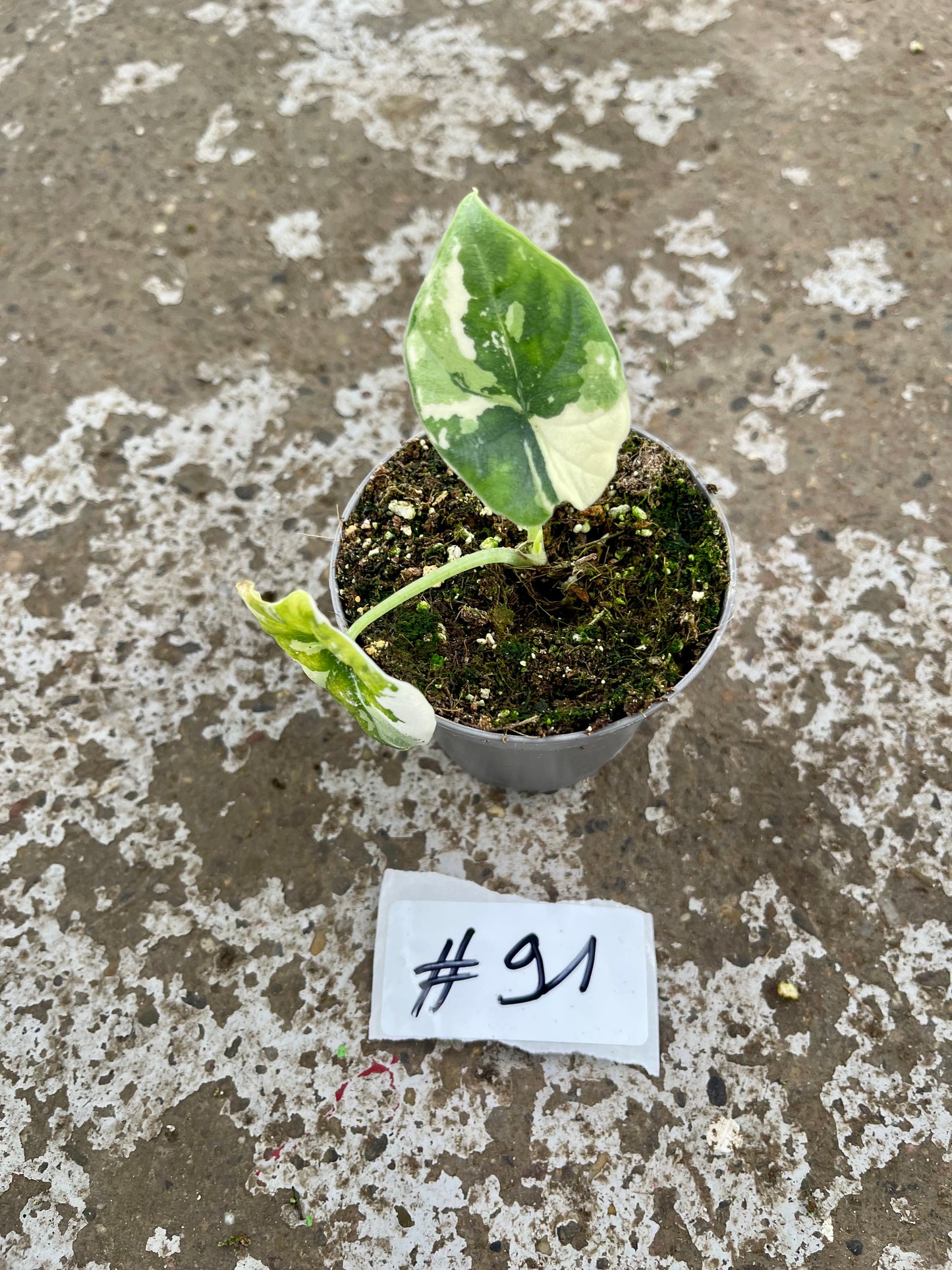 PLANTE A SAUVER