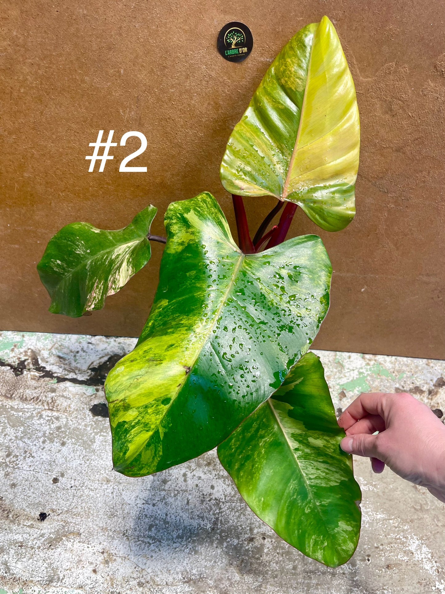 Philodendron strawberry shake L