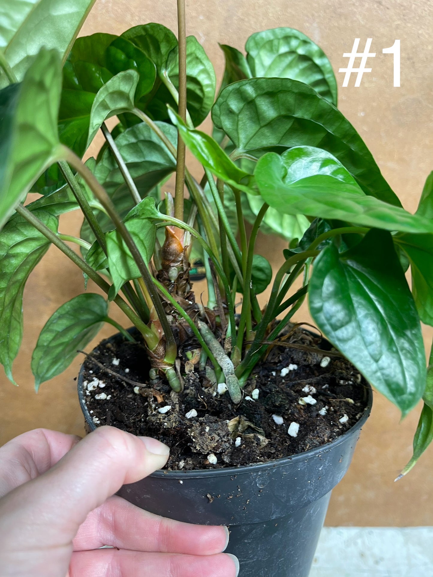 Anthurium radicans x luxurians