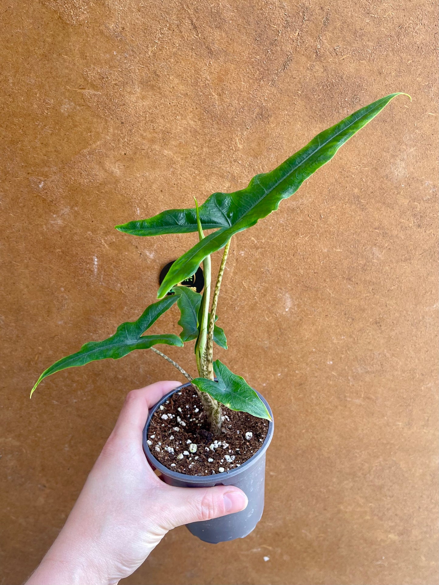 Alocasia sulawesi sabrina narrow S