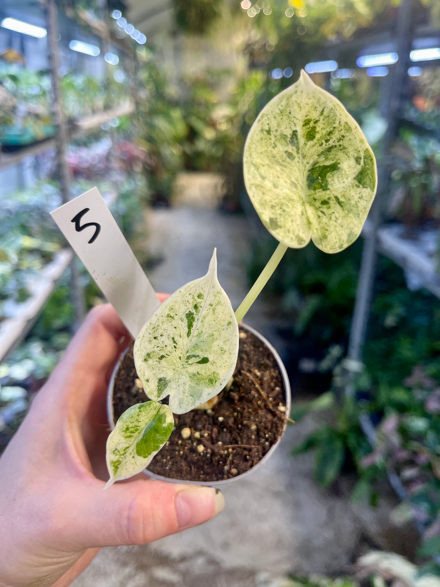 Alocasia dragon scale mint variegata NEW