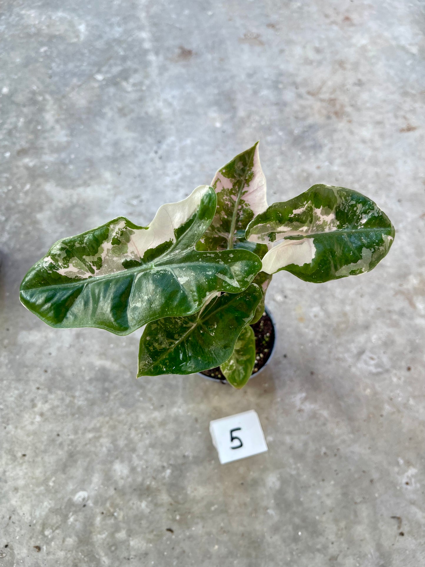 Alocasia pseudo sanderiana pink variegata