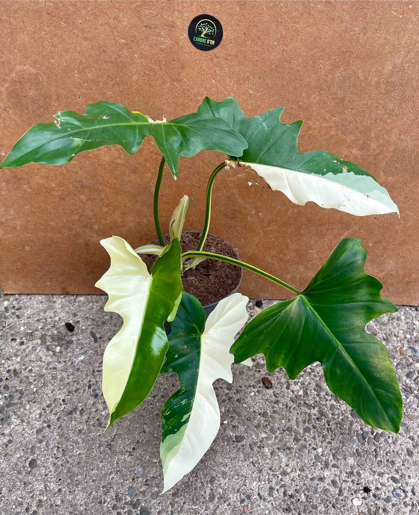 Philodendron golden dragon variegata