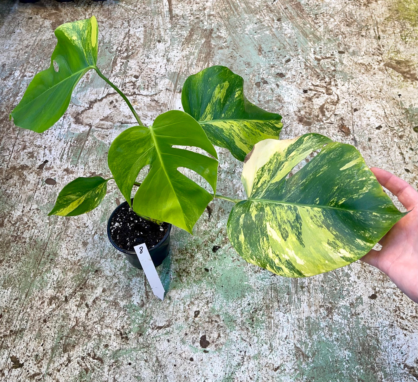 Monstera Aurea small form