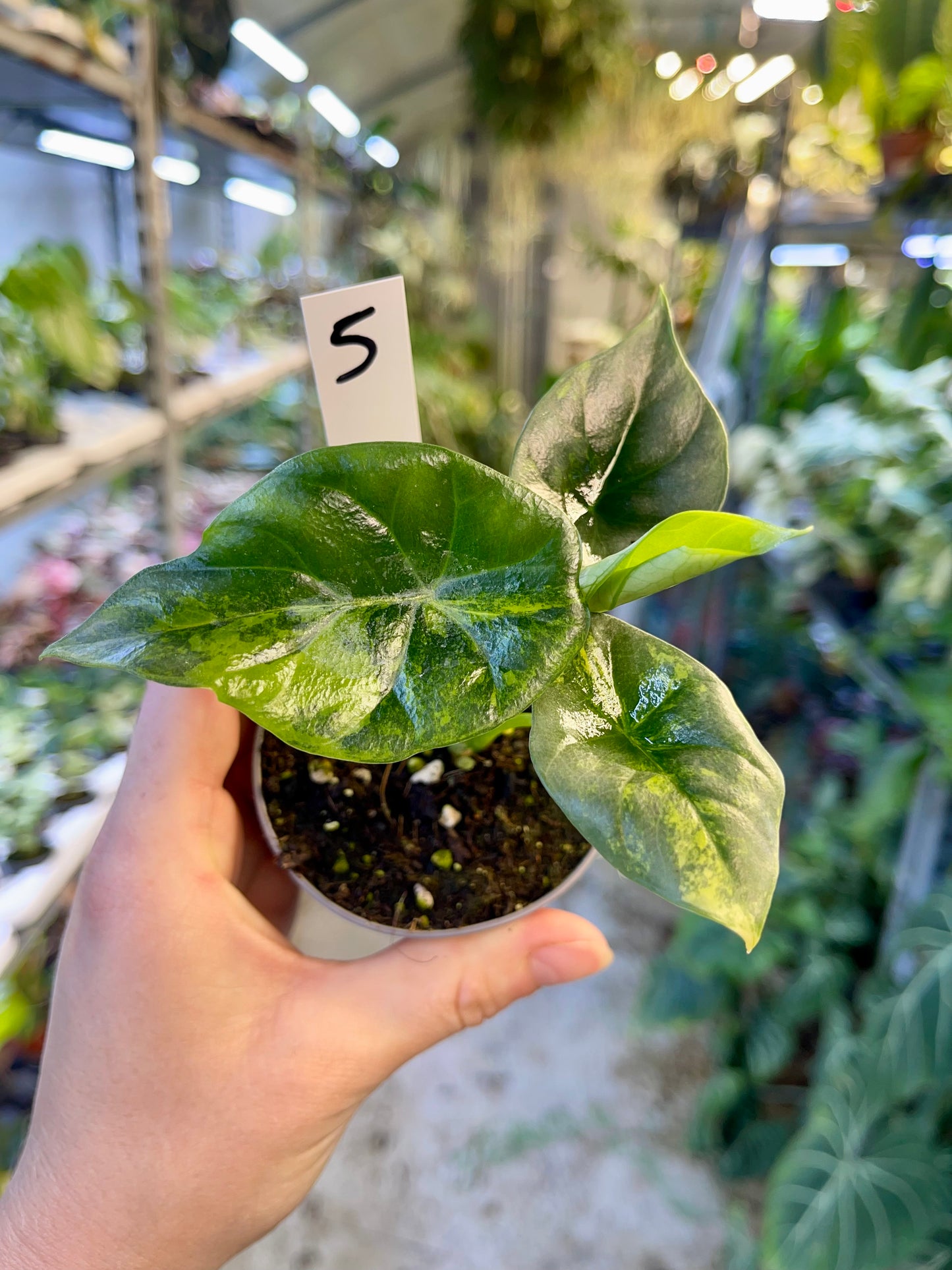 Alocasia sinuata variegata NEW