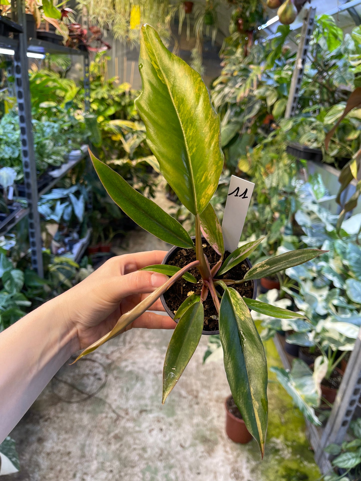 Philodendron caramel marble légère var M