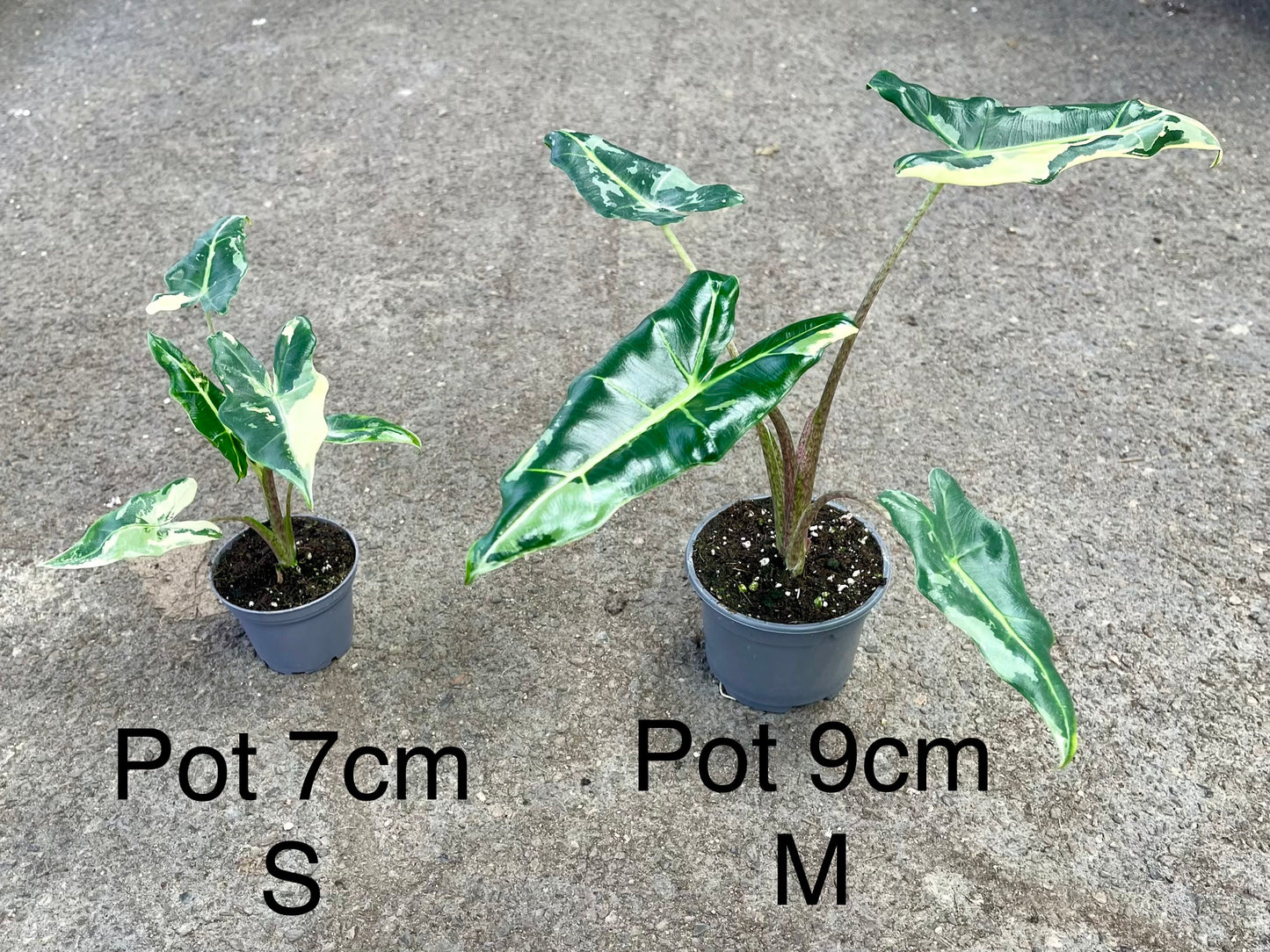 ALOCASIA SARIAN ALBO VARIEGATA S NEW