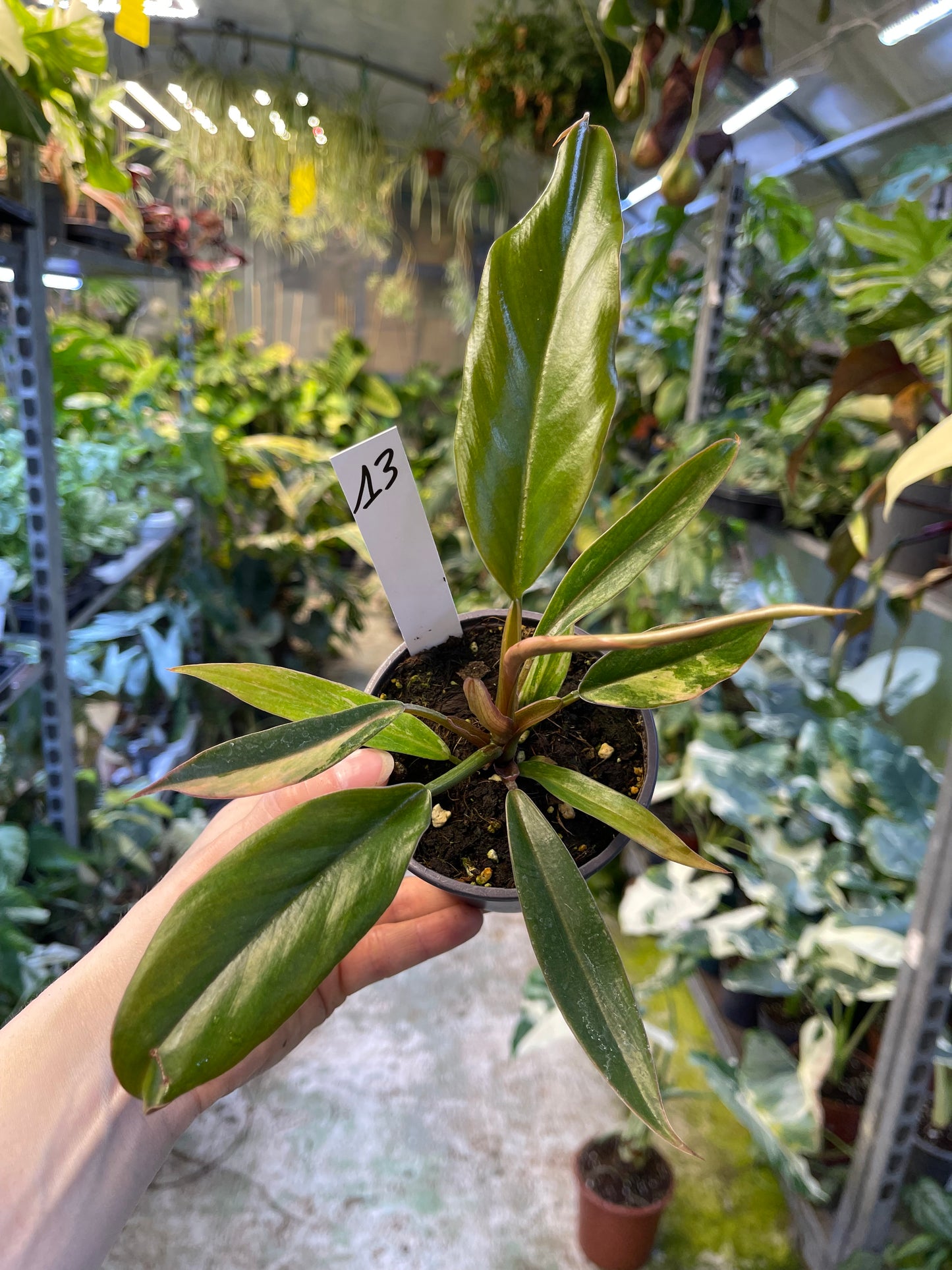Philodendron caramel marble légère var M