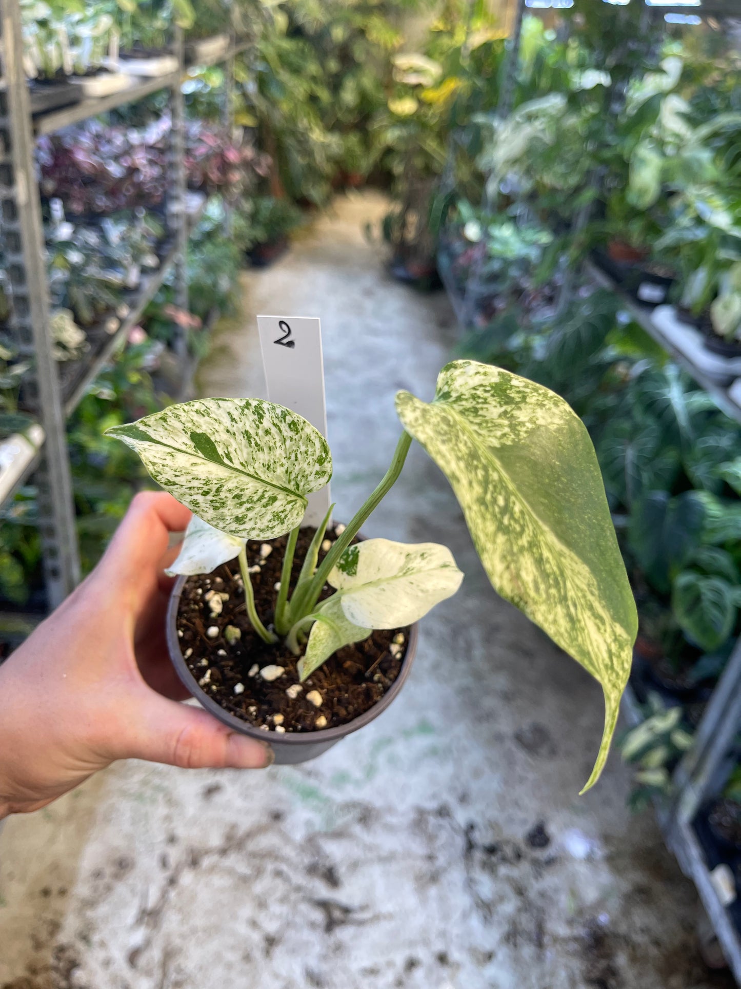 MONSTERA WHITE MONSTER M NEW