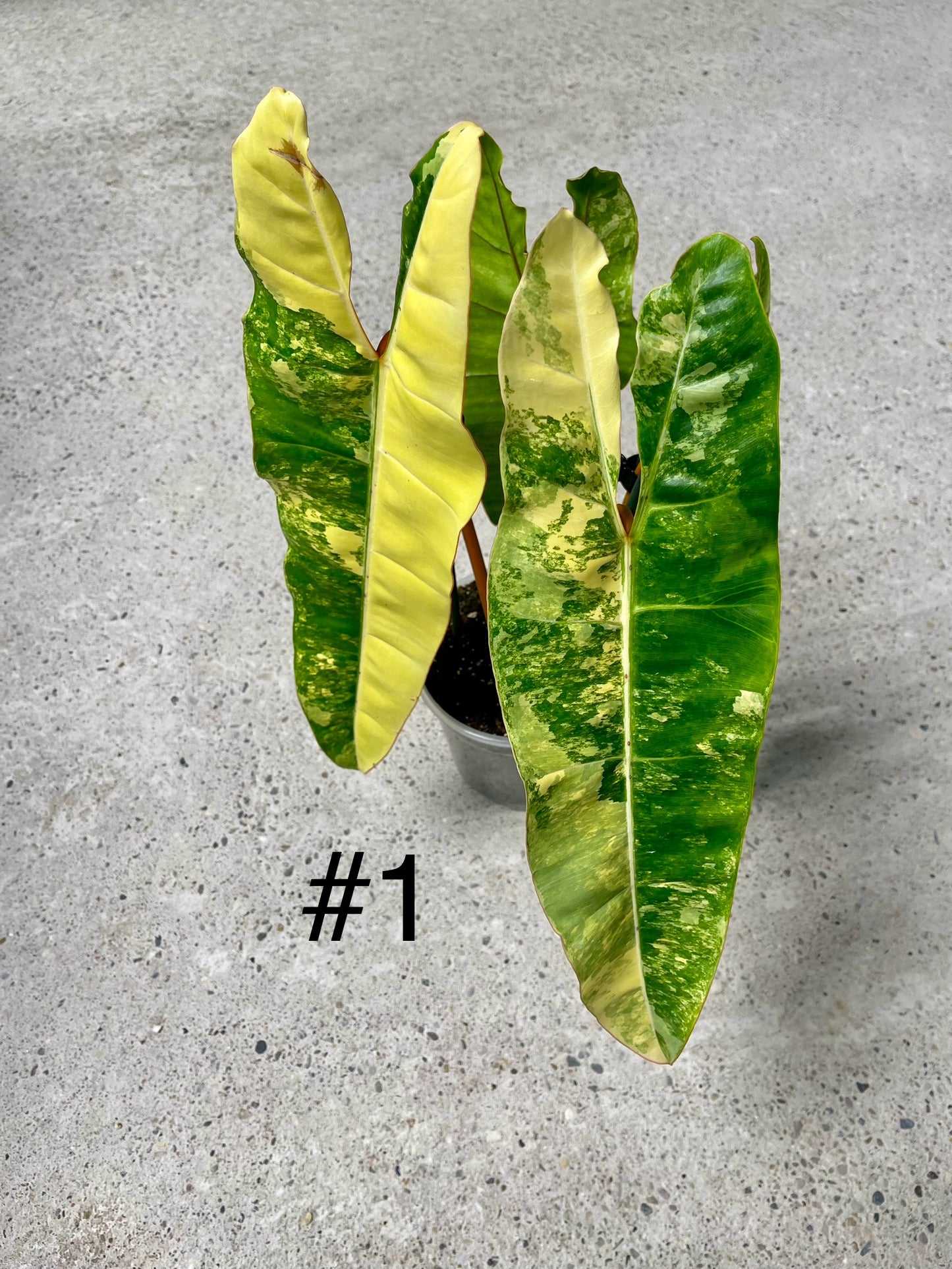 PHILODENDRON BILLIETIAE VARIEGATA NEW