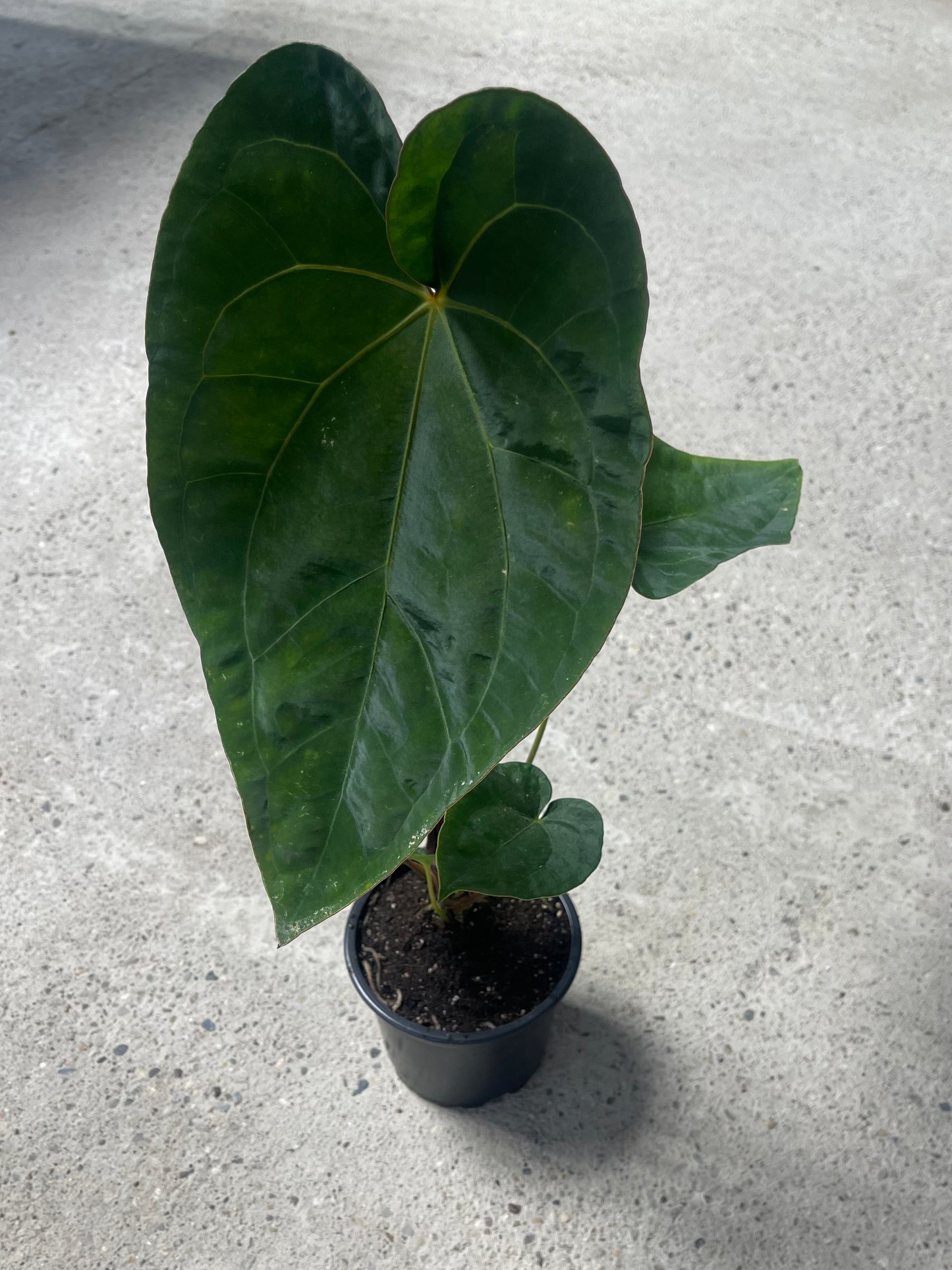 ANTHURIUM DARK PHOENIX