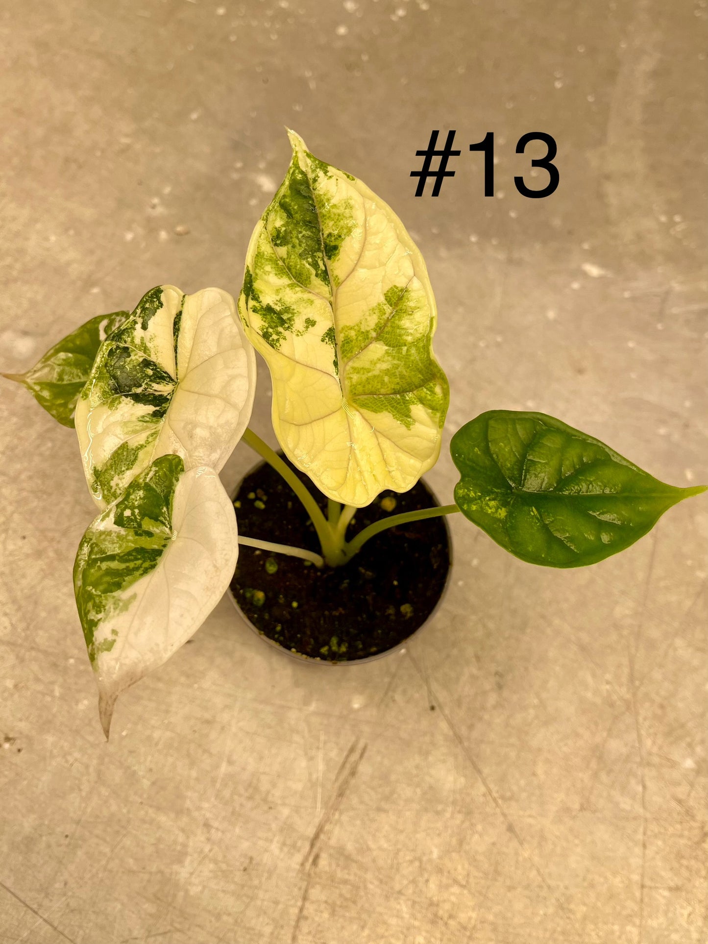 ALOCASIA DRAGON SCALE ALBO VARIEGATA S