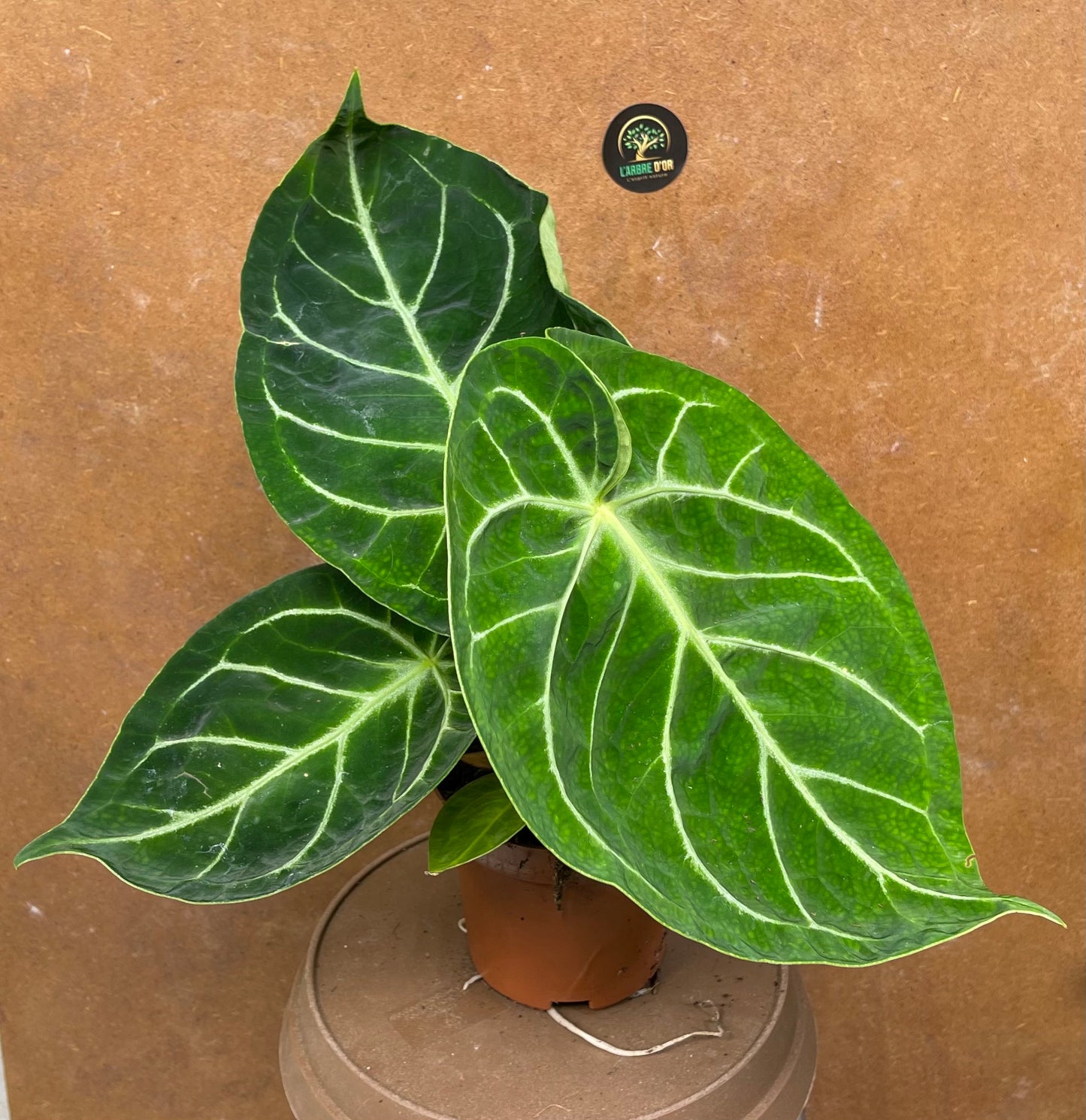 Anthurium forgetii L