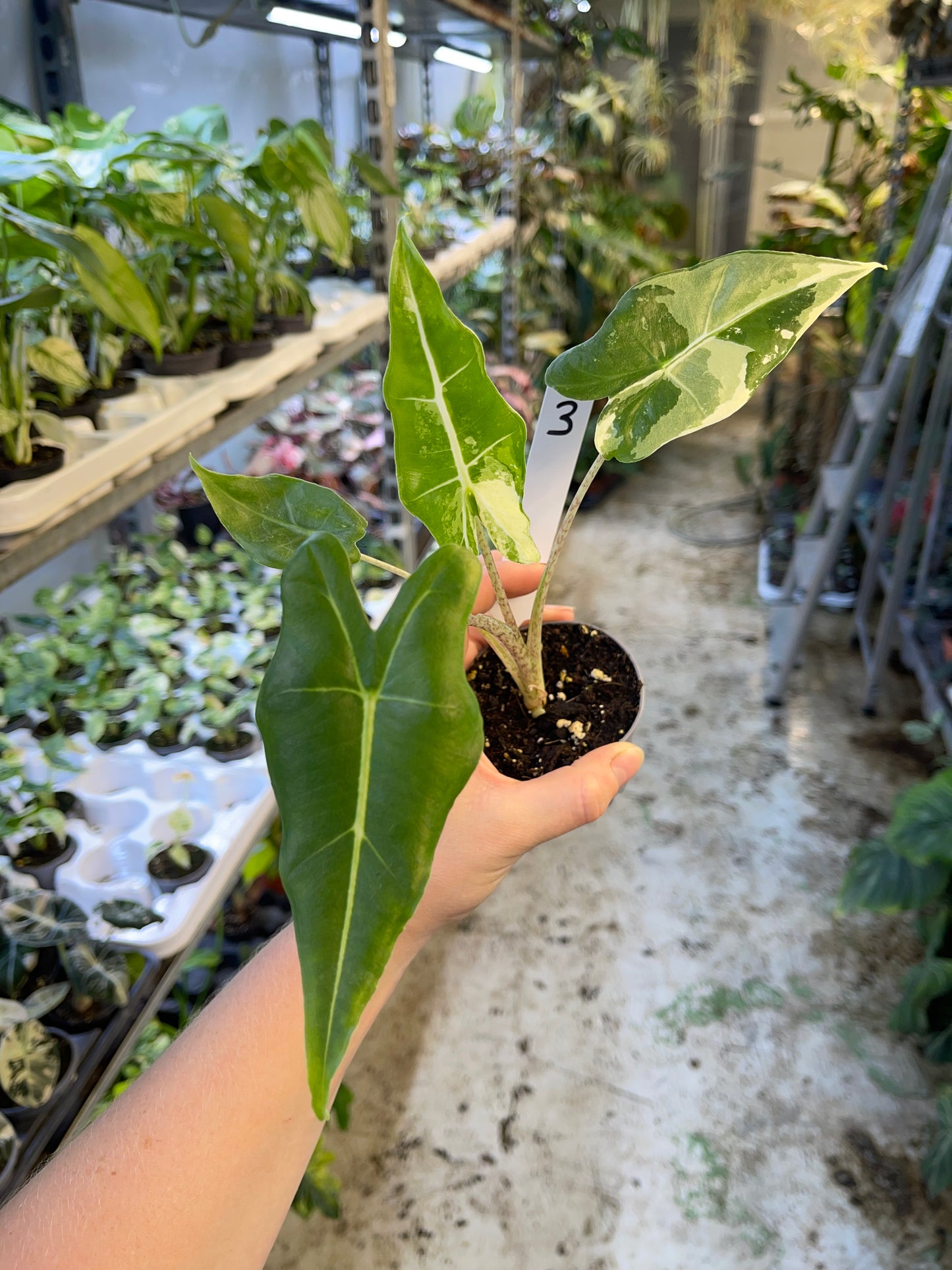 ALOCASIA SARIAN ALBO VARIEGATA NEW