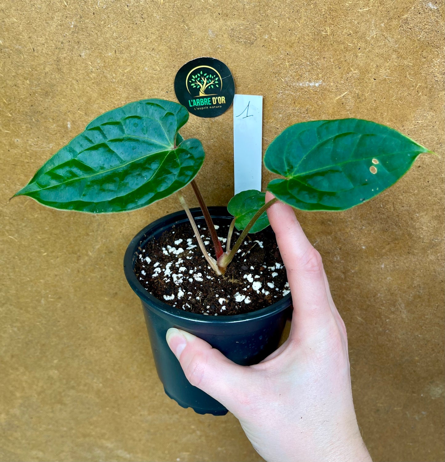 Anthurium Zara x Michelle x  Luxurians