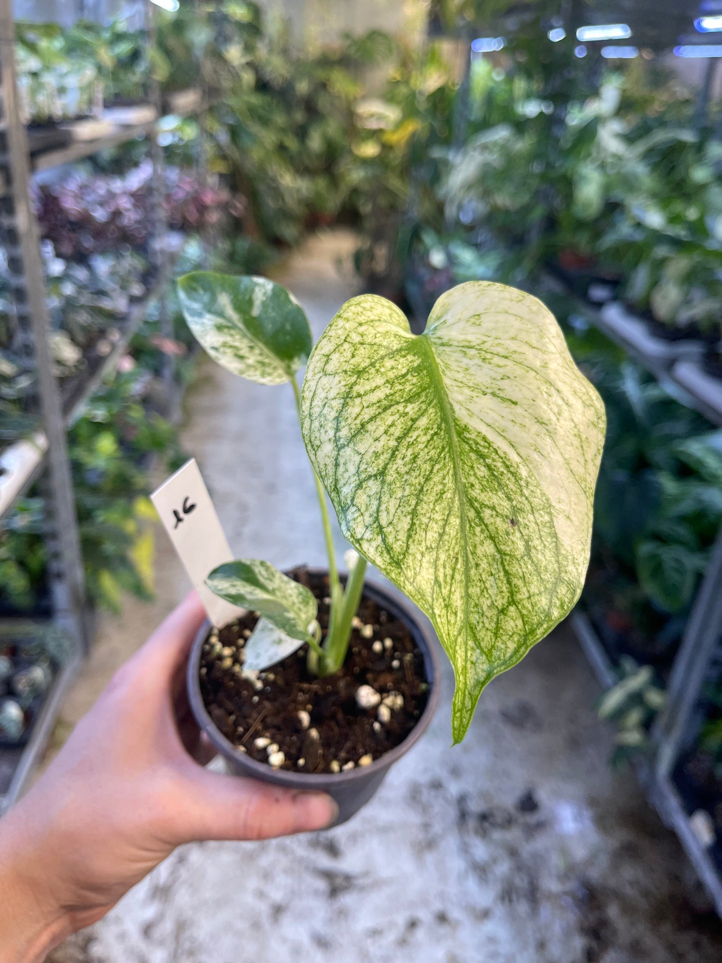 MONSTERA WHITE MONSTER M NEW