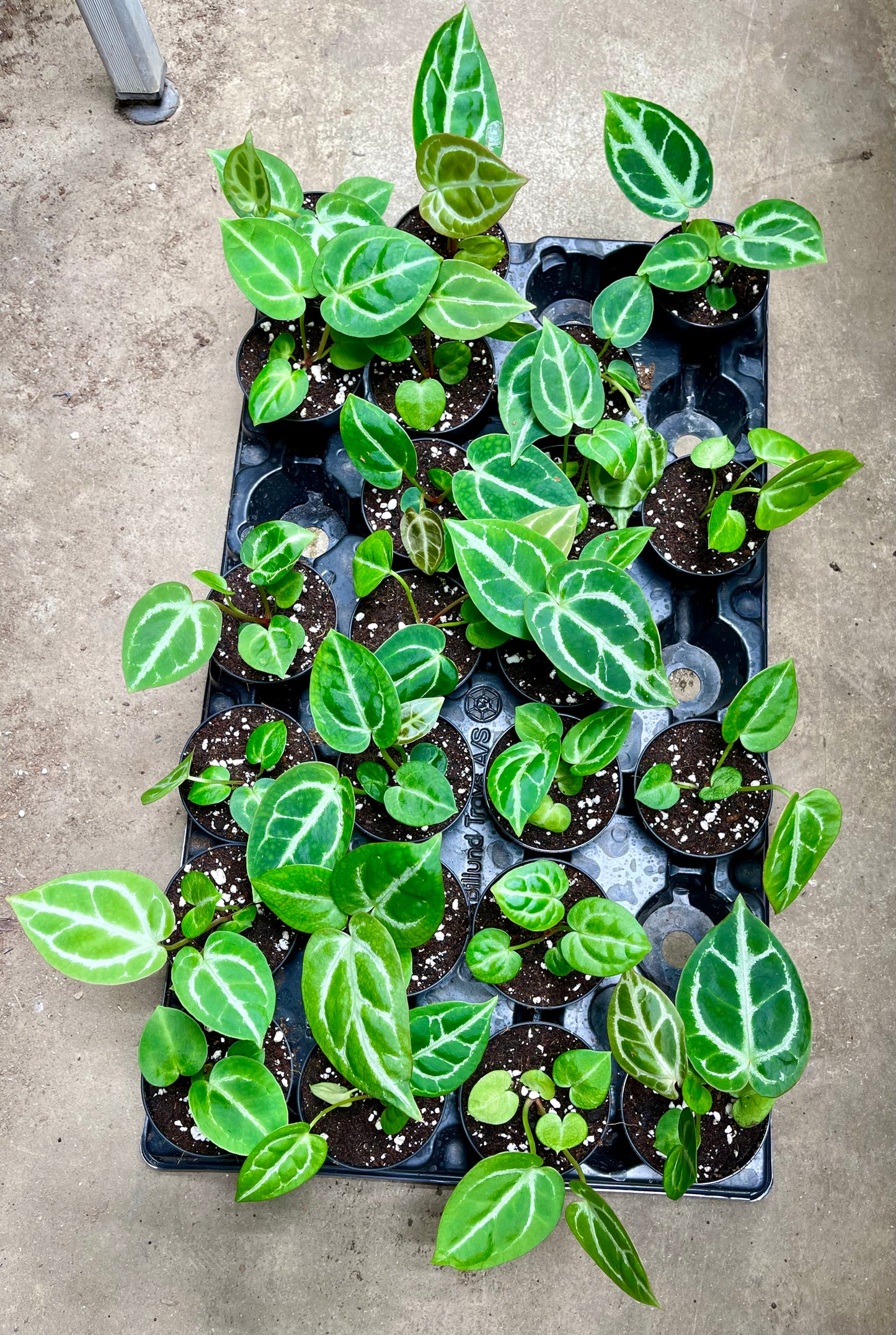 Anthurium crystallinum