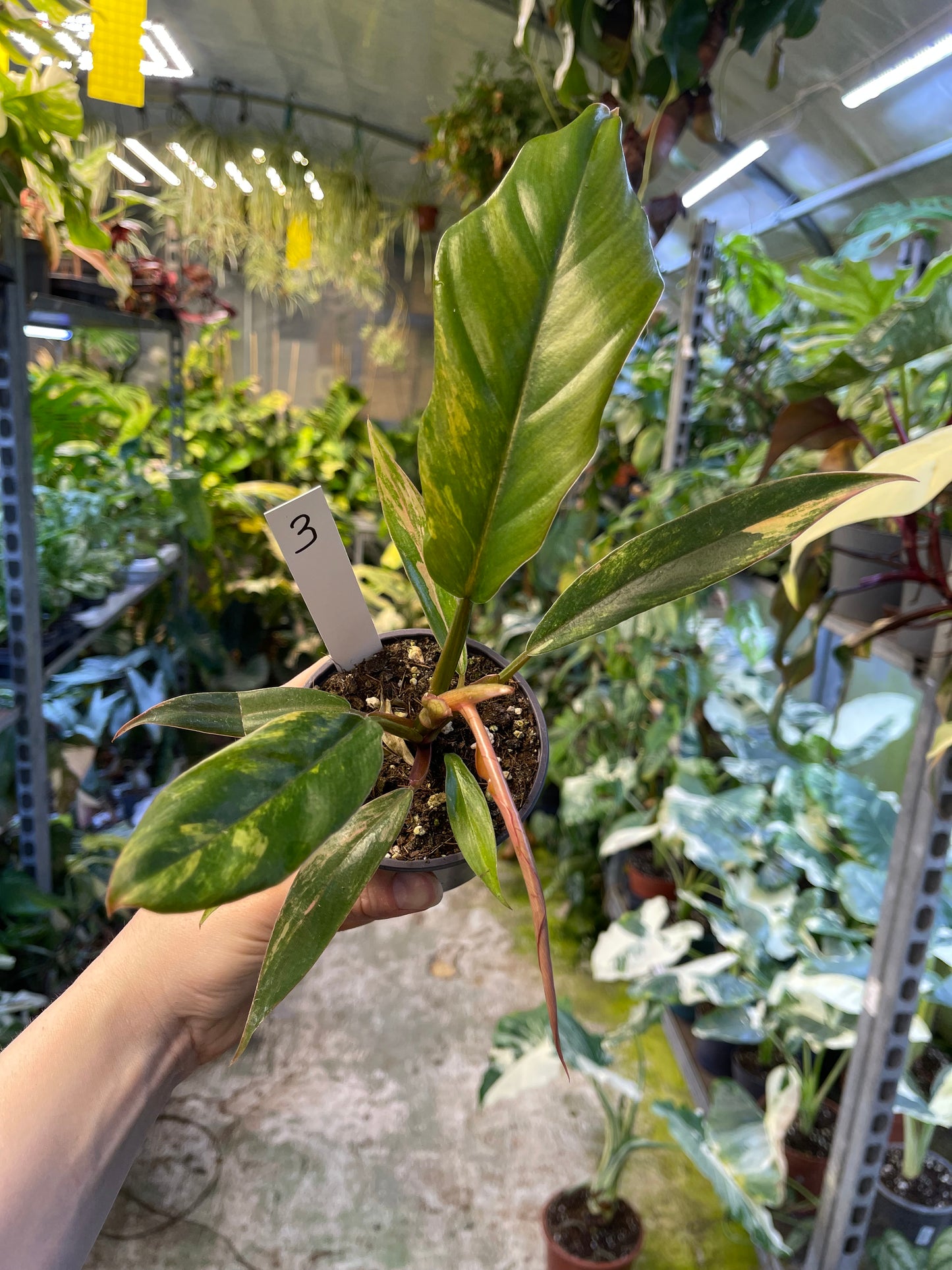 Philodendron caramel marble légère var M