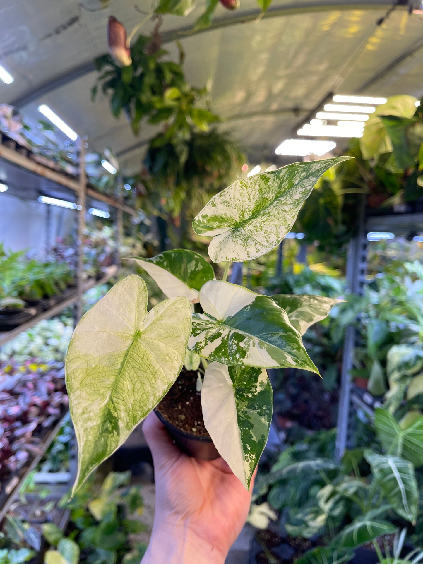 Alocasia odora albo variegata