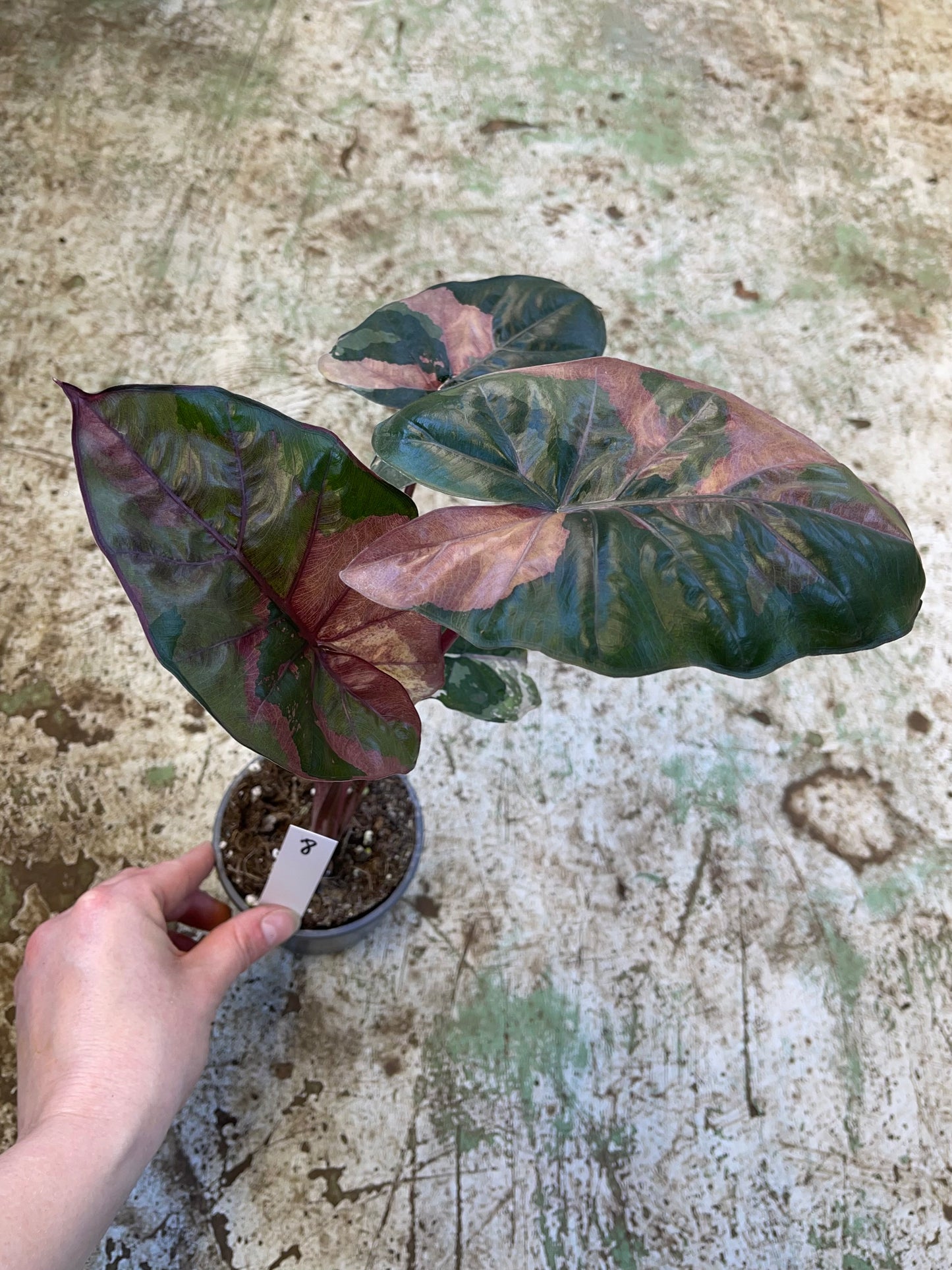 Alocasia yucatan pink variegata M