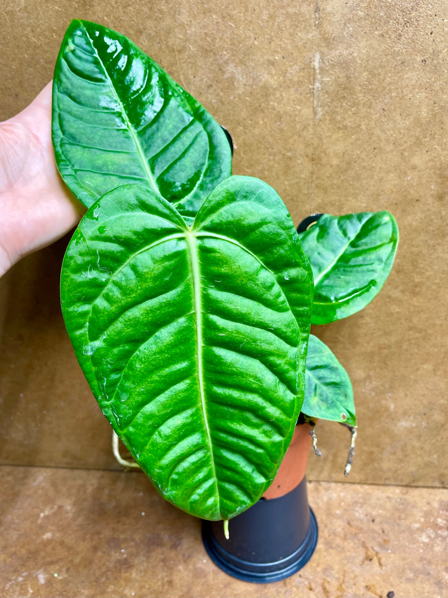 Anthurium villenaorum x veitchii taille M