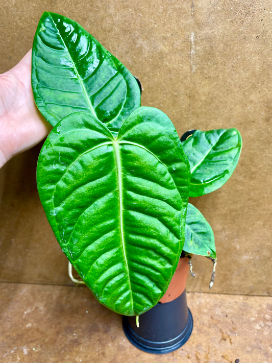 Anthurium villenaorum x veitchii taille M