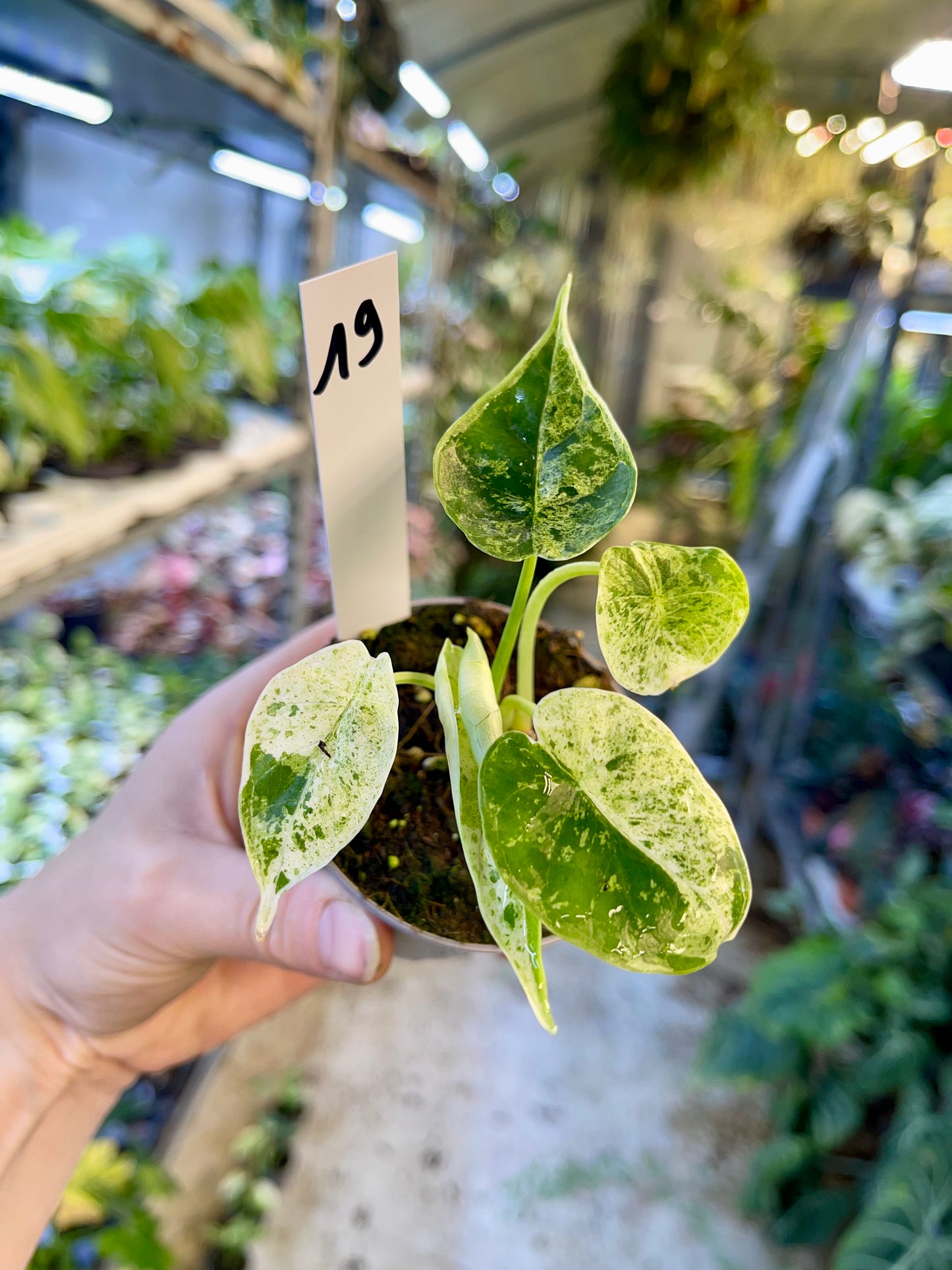 Alocasia dragon scale mint variegata NEW