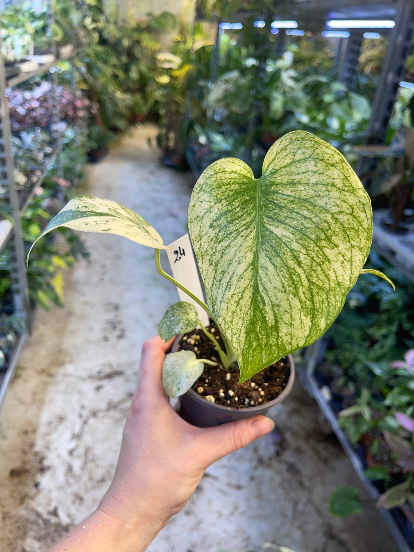 MONSTERA WHITE MONSTER M NEW