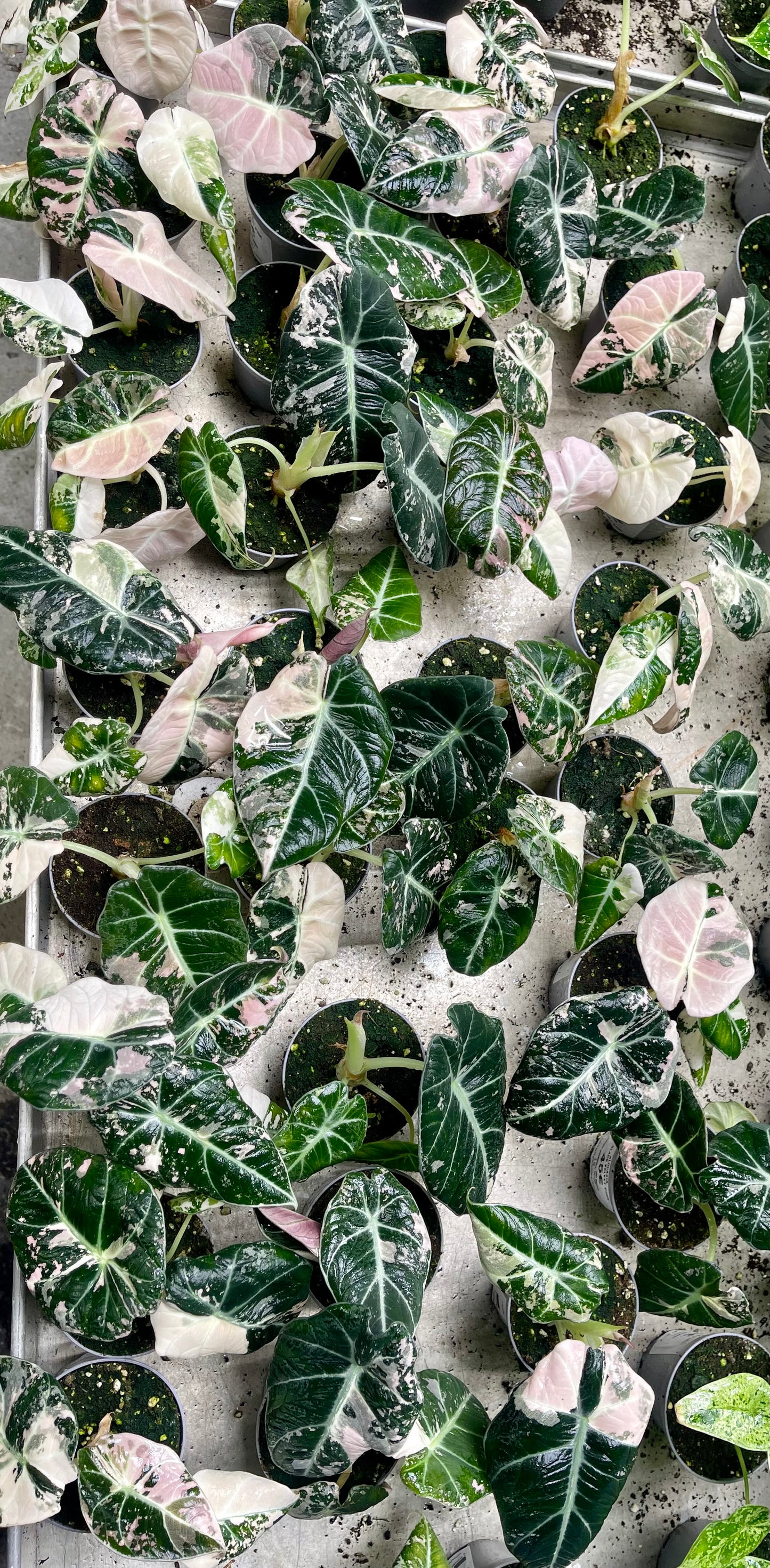 ALOCASIA BLACK VELVET VARIEGATA PINK S NEW
