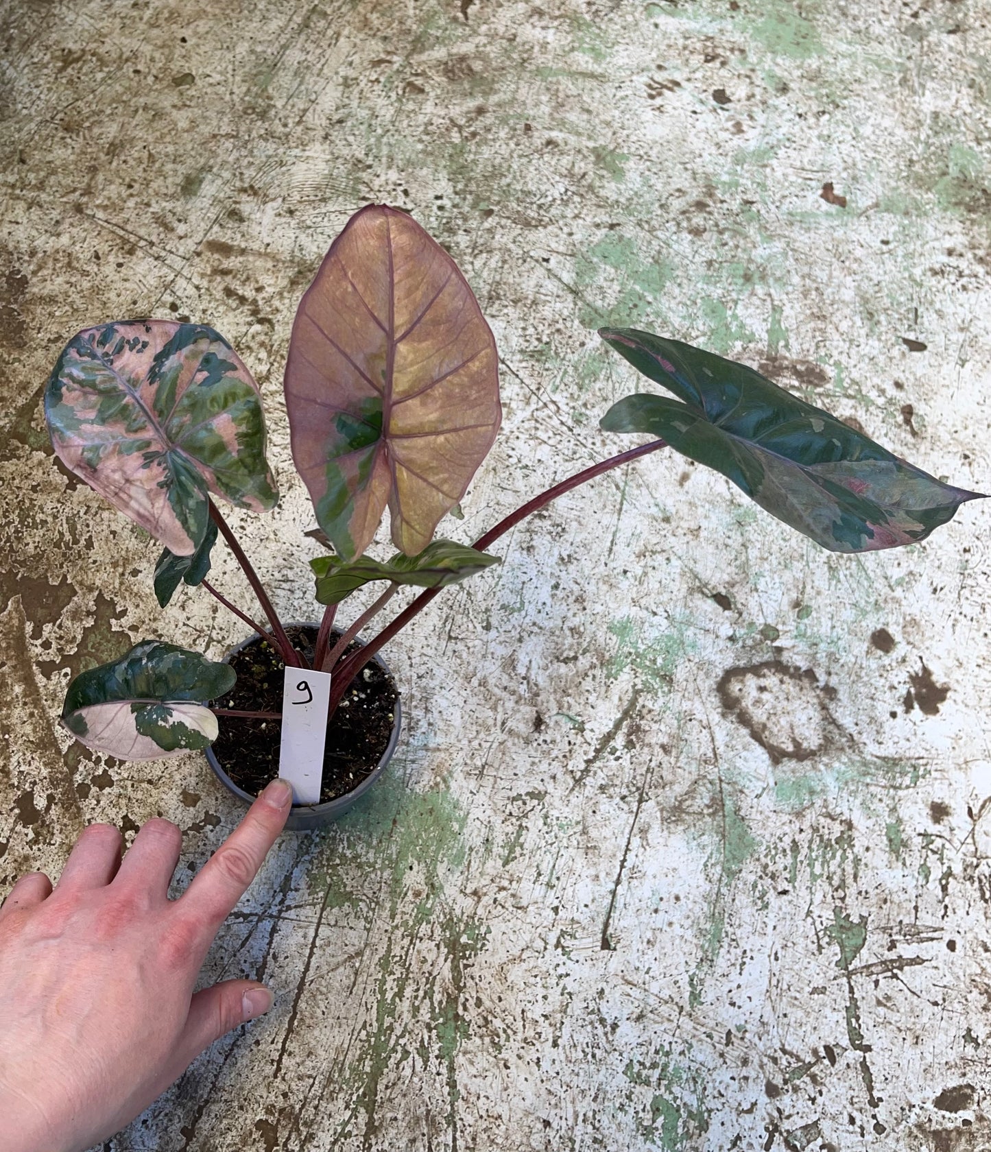 Alocasia yucatan pink variegata M