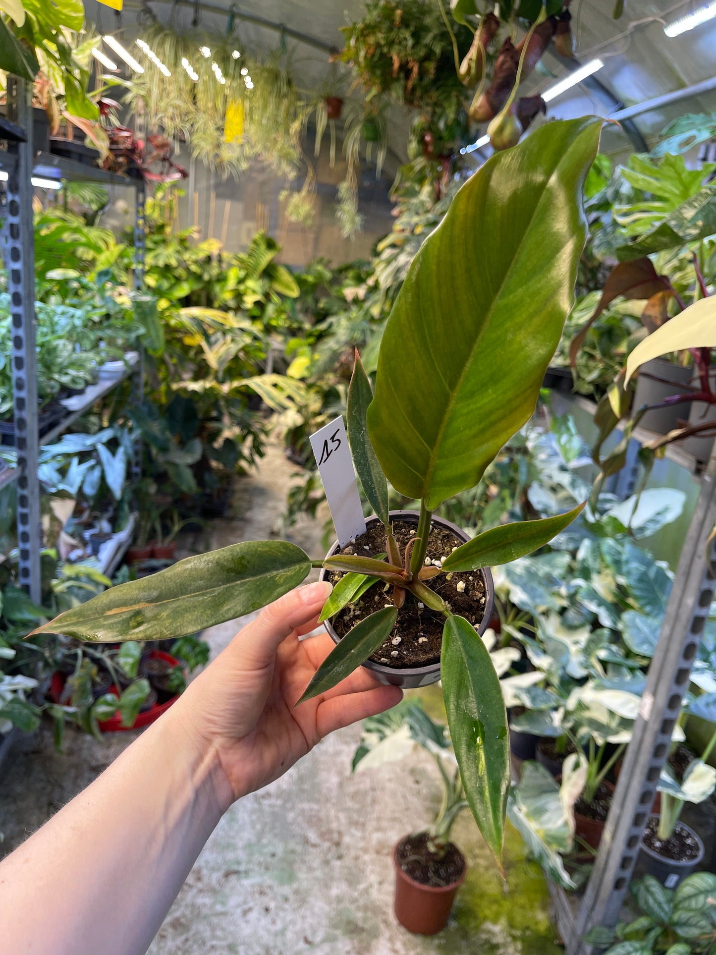 Philodendron caramel marble légère var M
