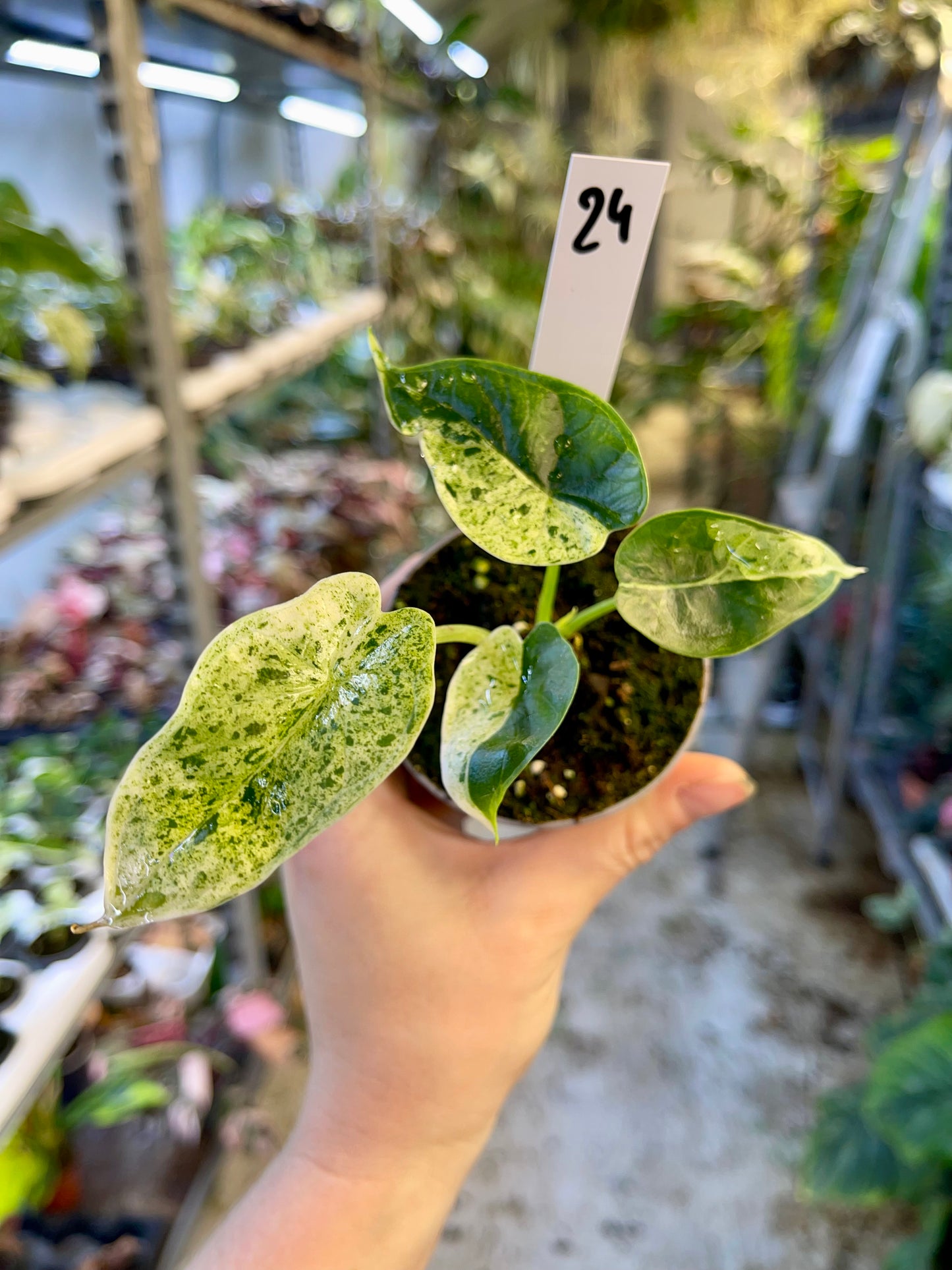 Alocasia dragon scale mint variegata NEW
