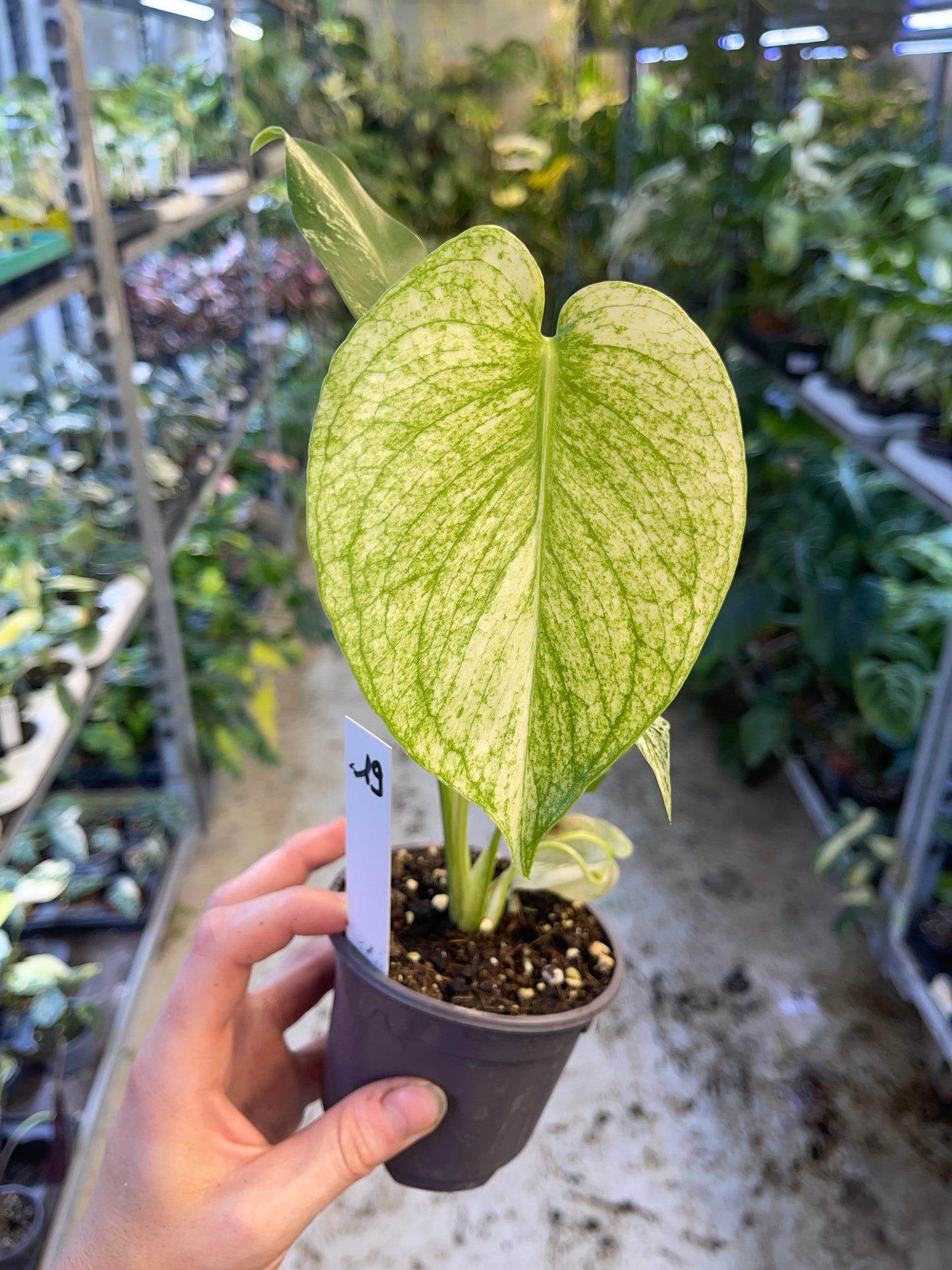 MONSTERA WHITE MONSTER M NEW