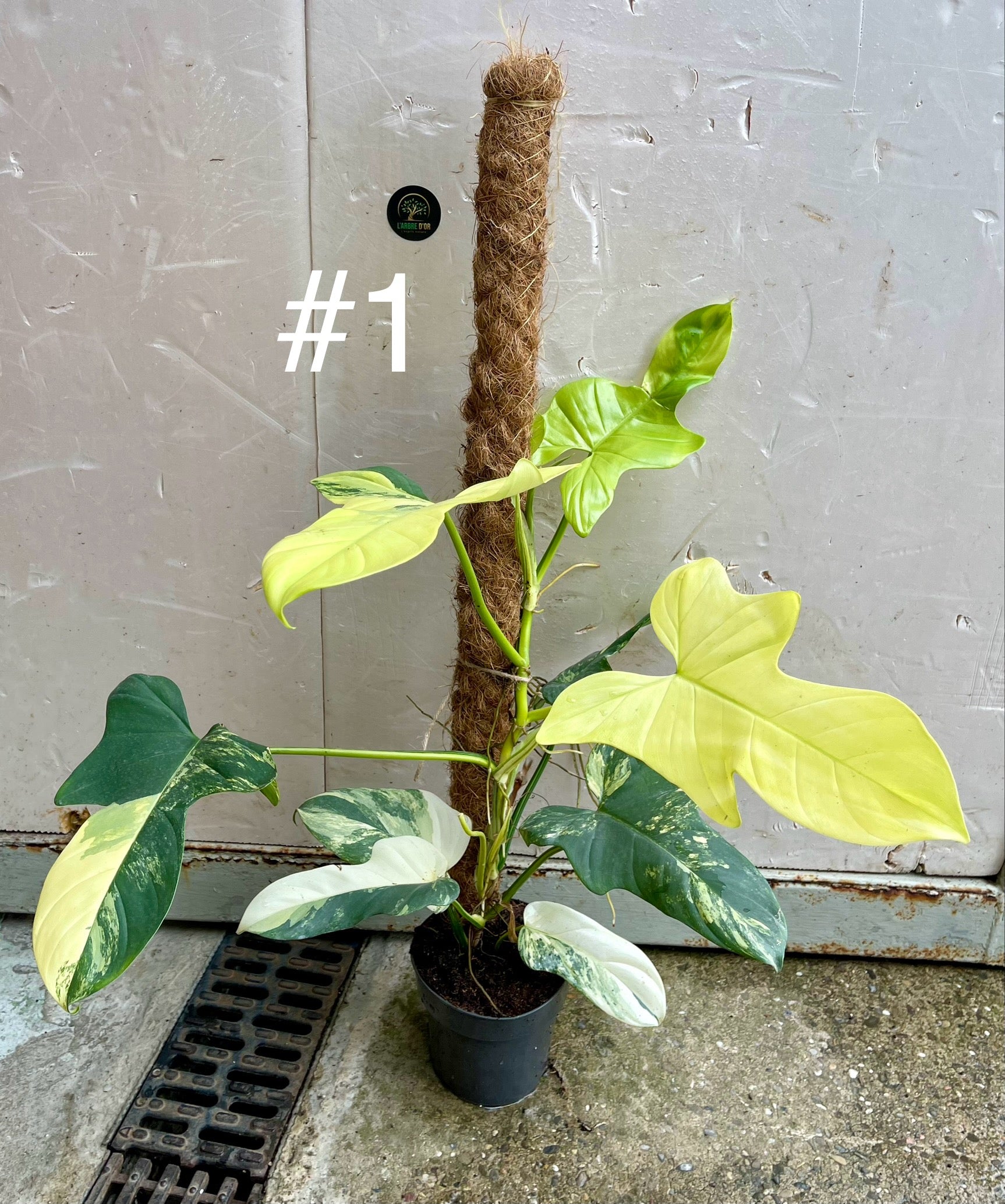 philodendron bipennifolium schott variegated Philodendron bipennifolium variegata sur tuteur