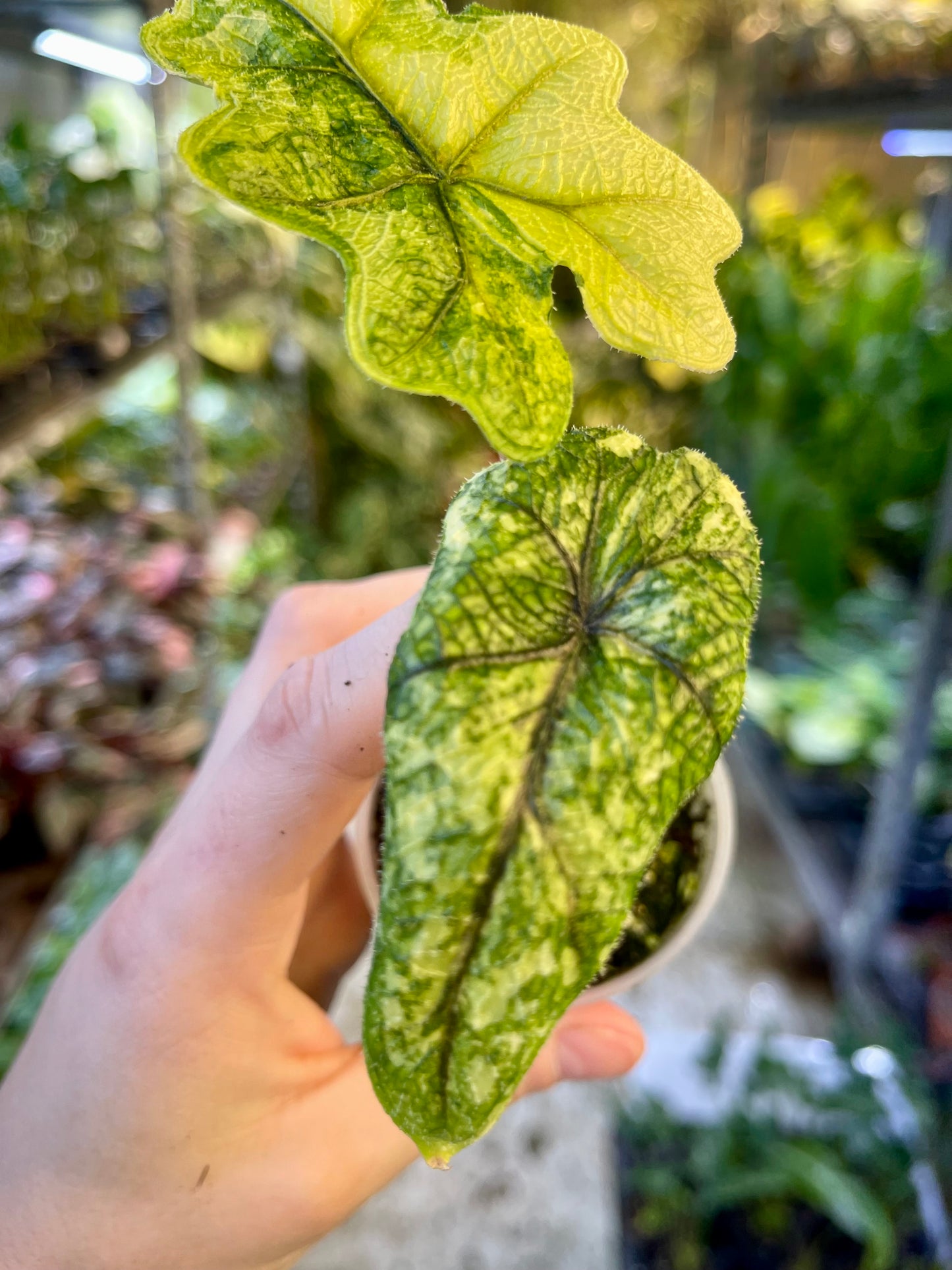 Alocasia jacklyn variegata