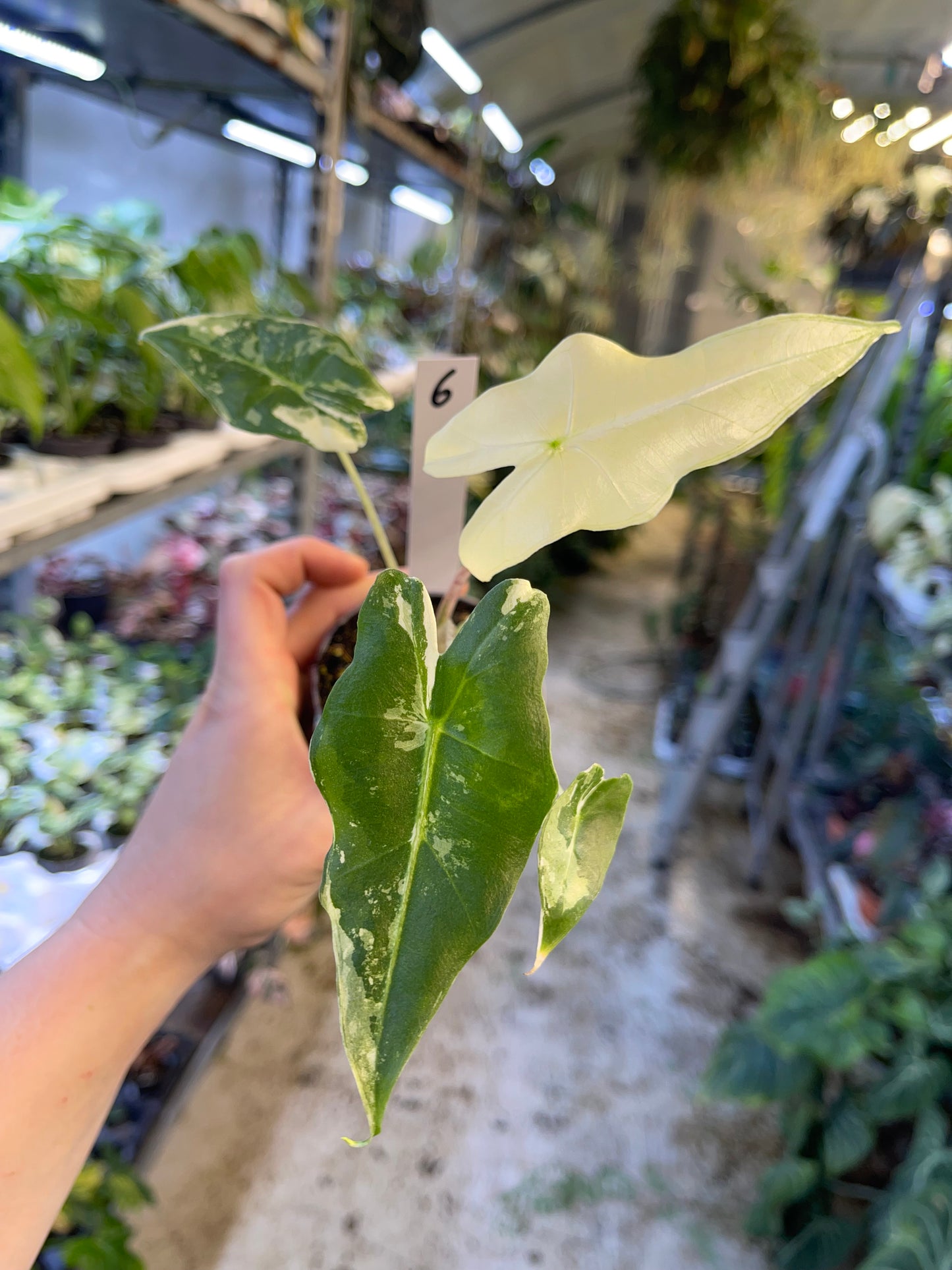 ALOCASIA SARIAN ALBO VARIEGATA NEW