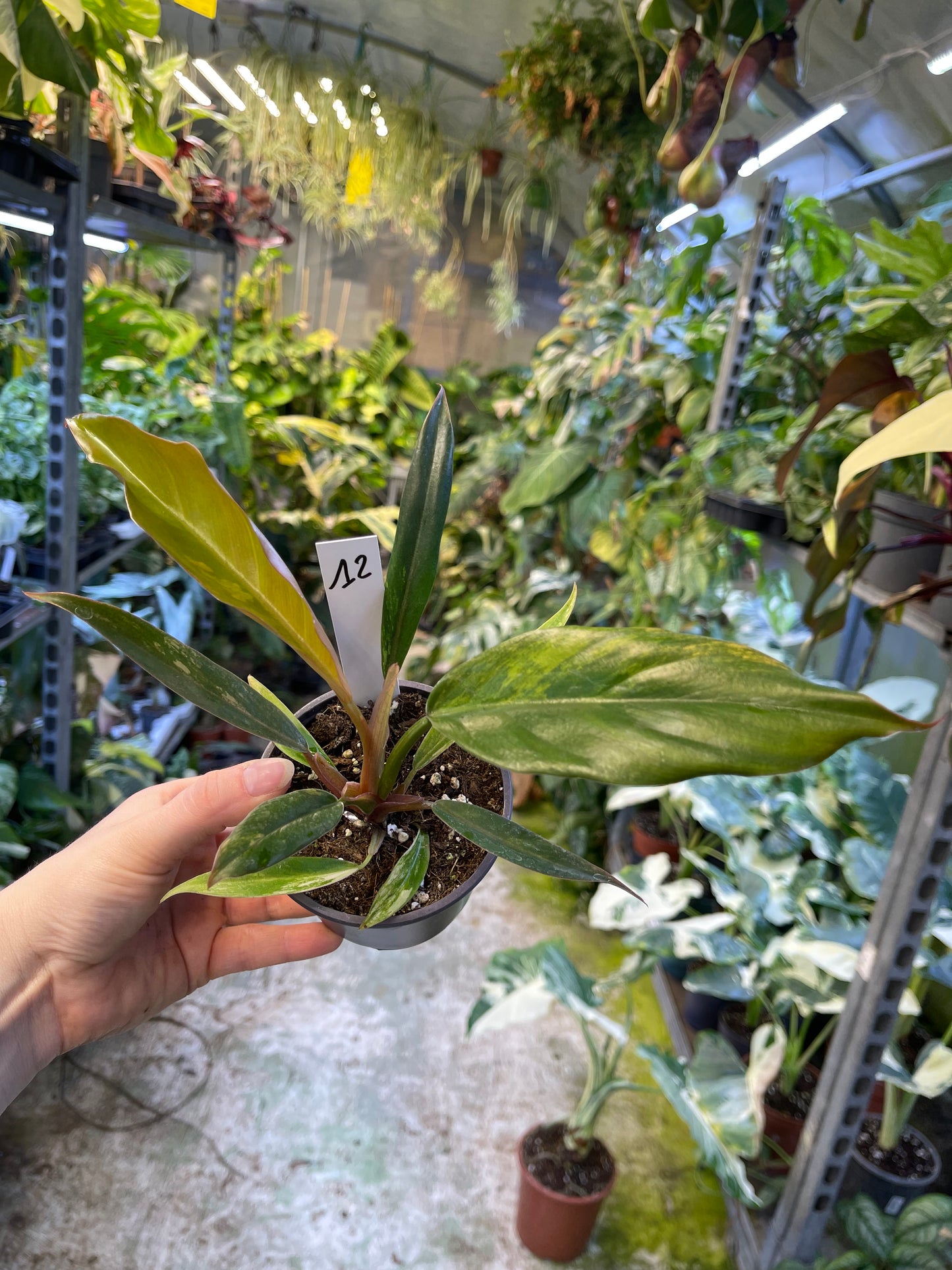 Philodendron caramel marble légère var M