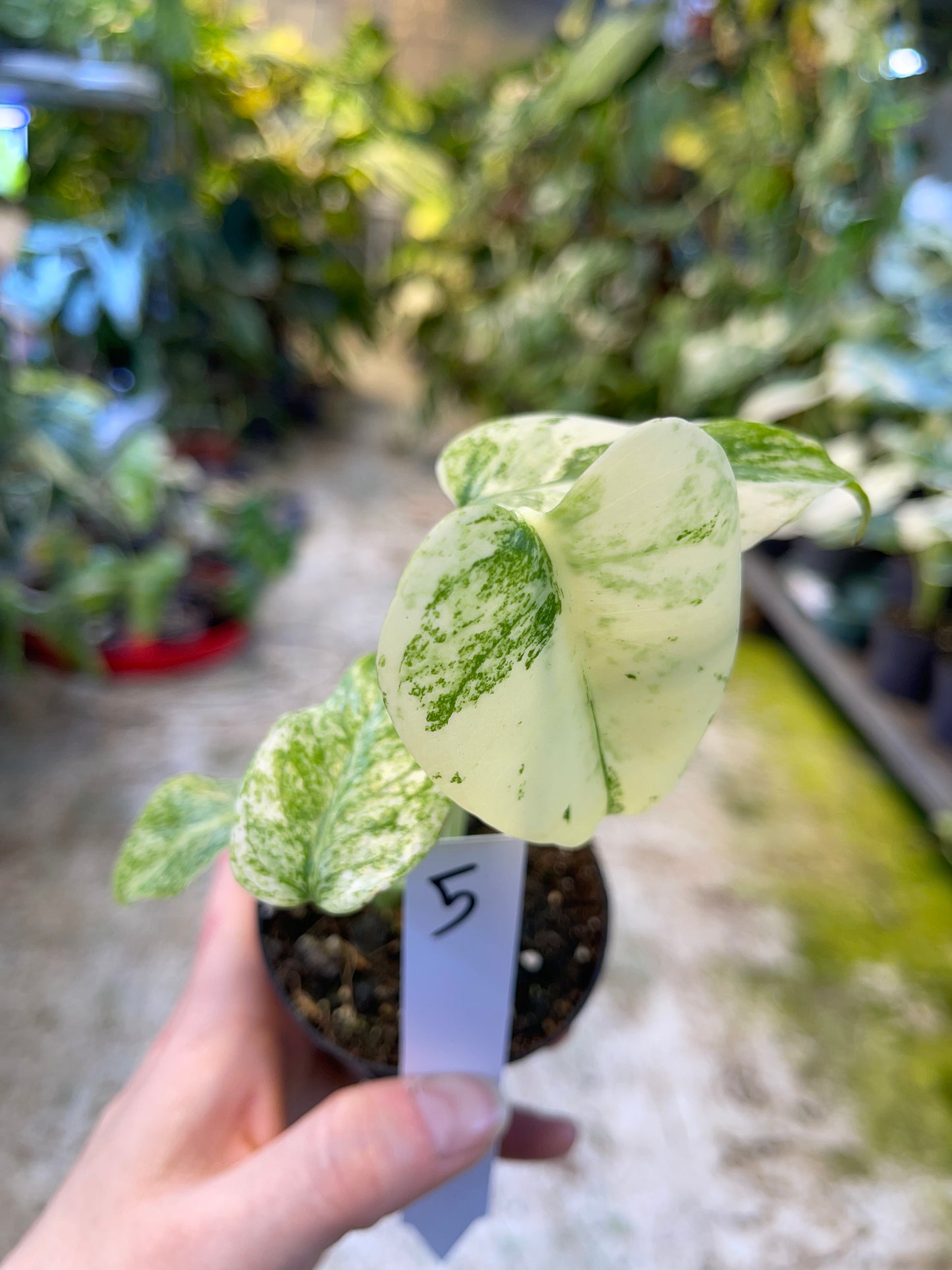MONSTERA MINT WHITE MONSTER S NEW