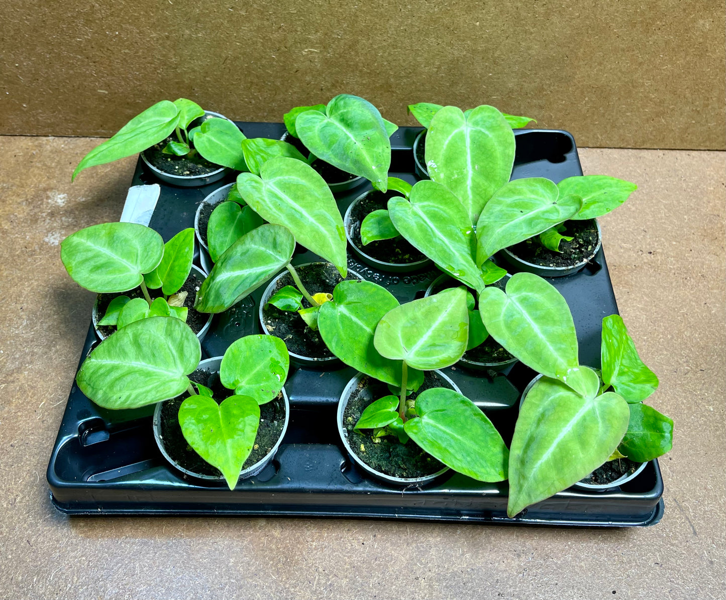 Anthurium magnificum baby plantes