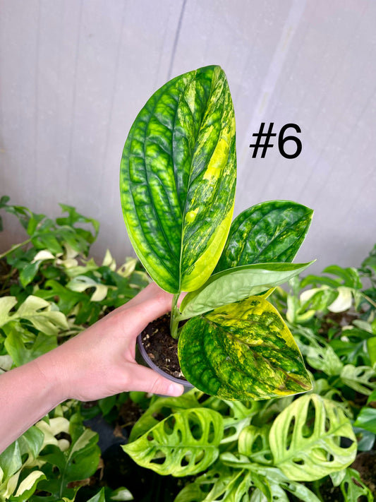 Monstera karstenianum variegata