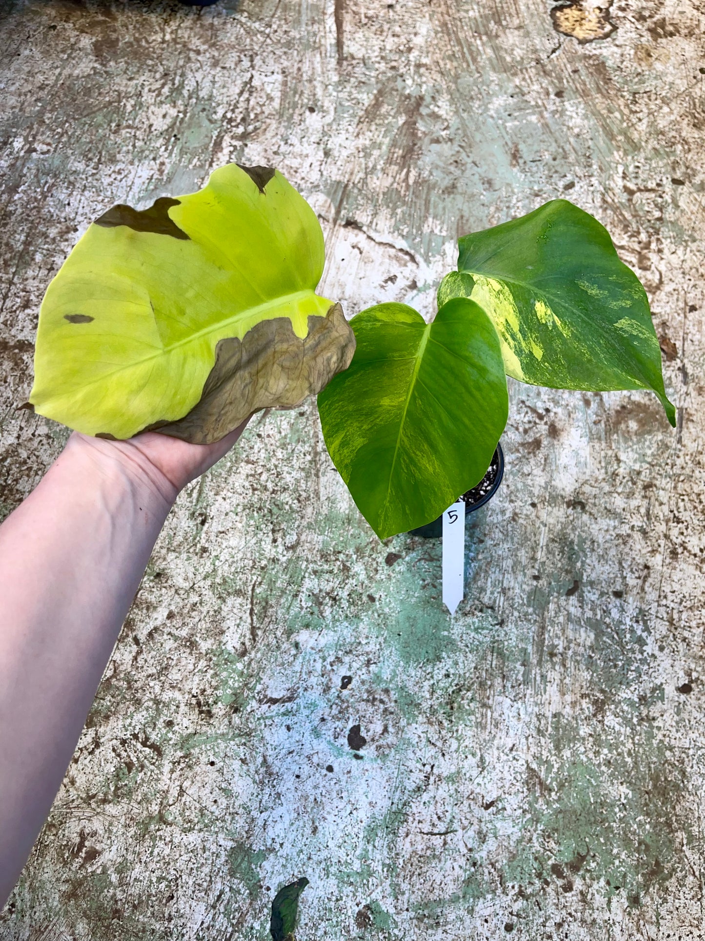 Monstera Aurea small form