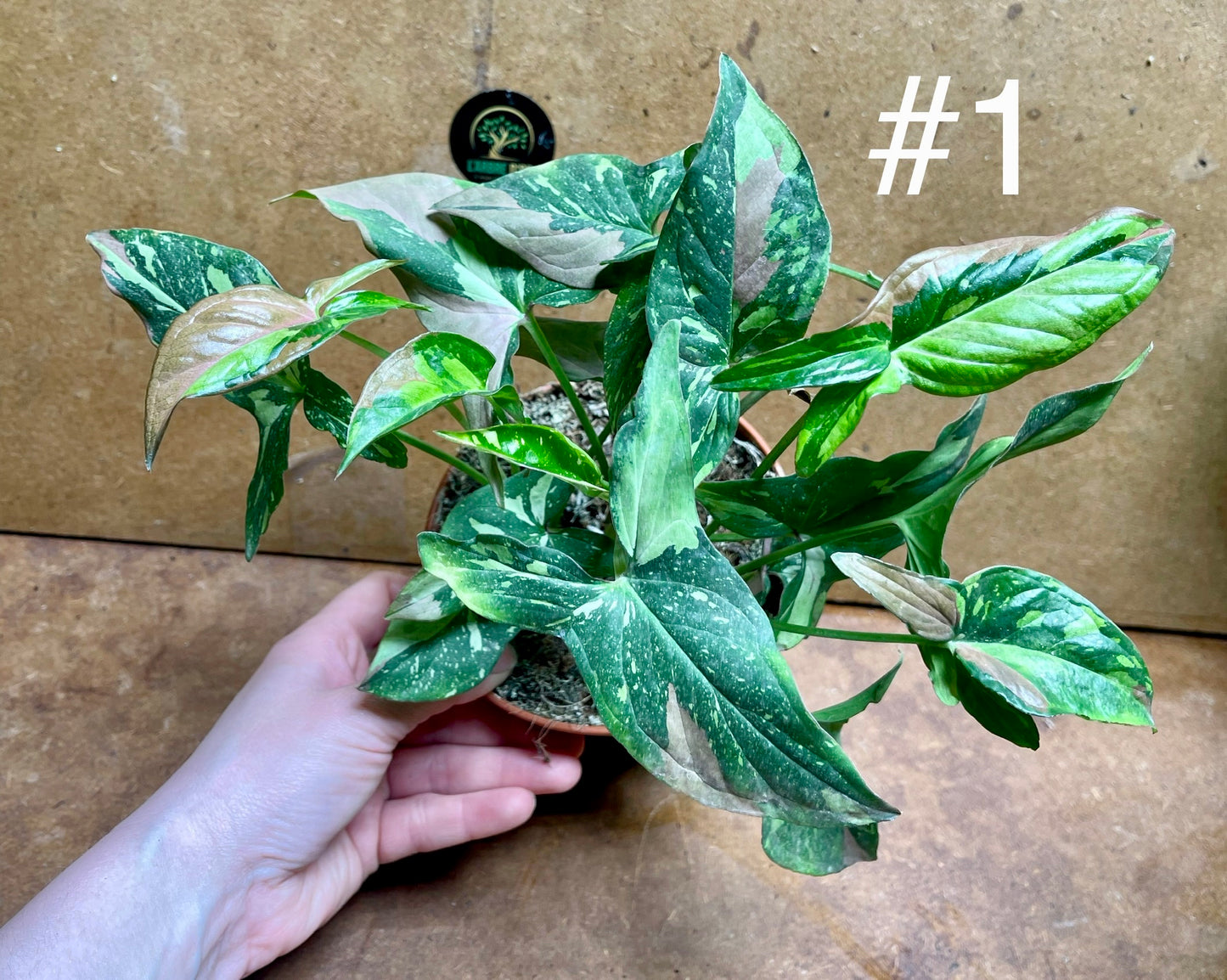 Syngonium red spot tricolor