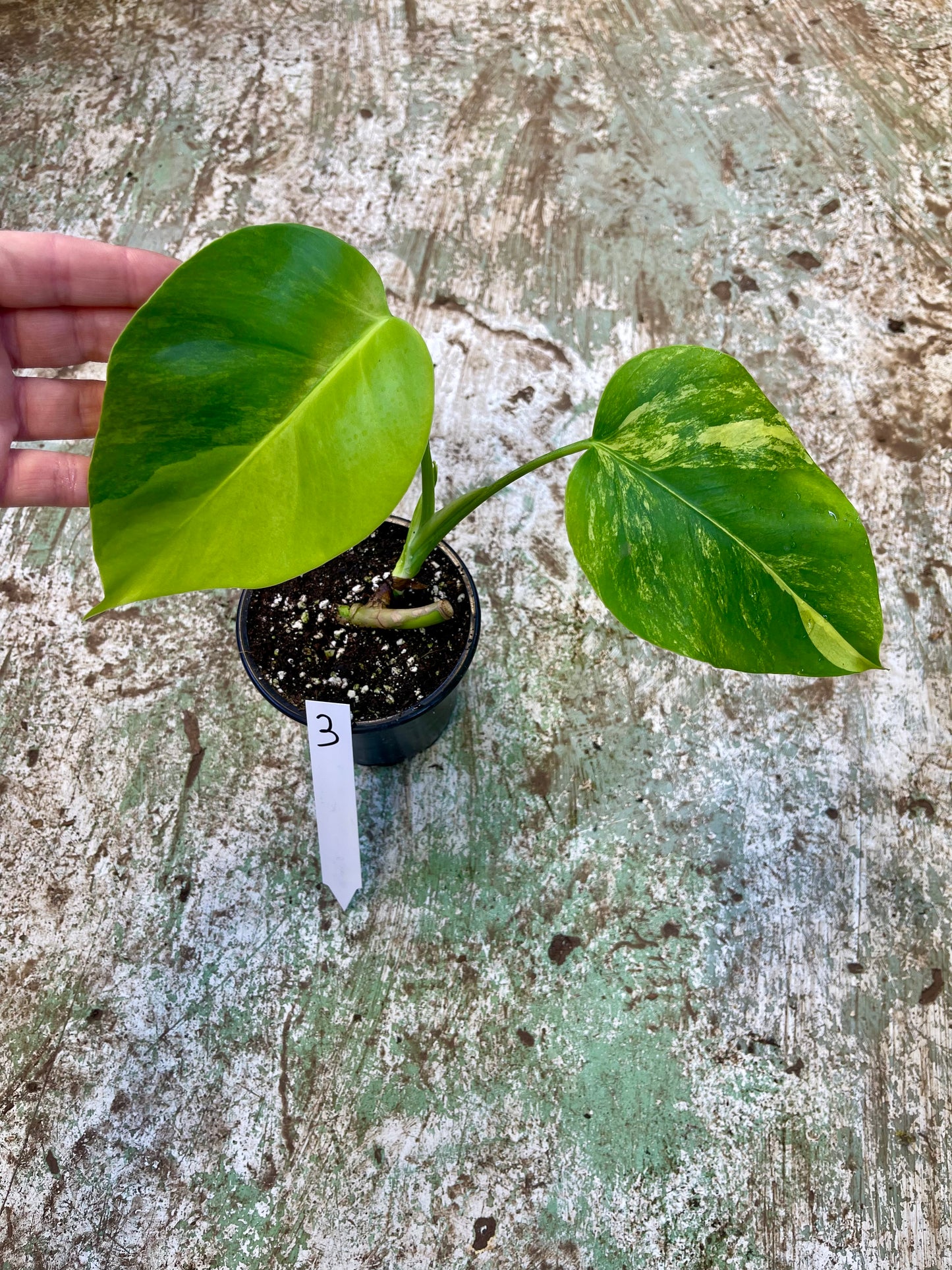 Monstera Aurea small form