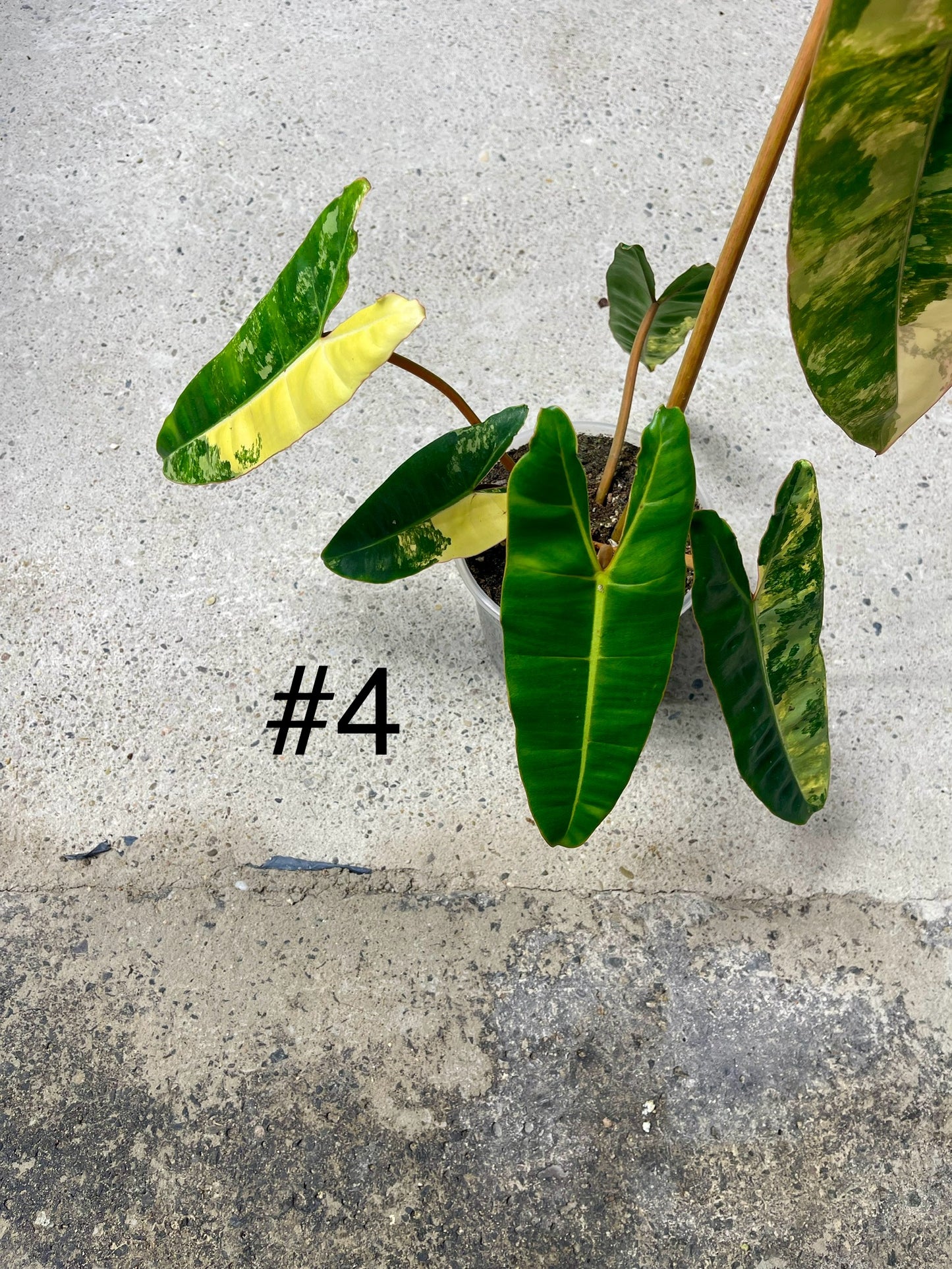 PHILODENDRON BILLIETIAE VARIEGATA NEW