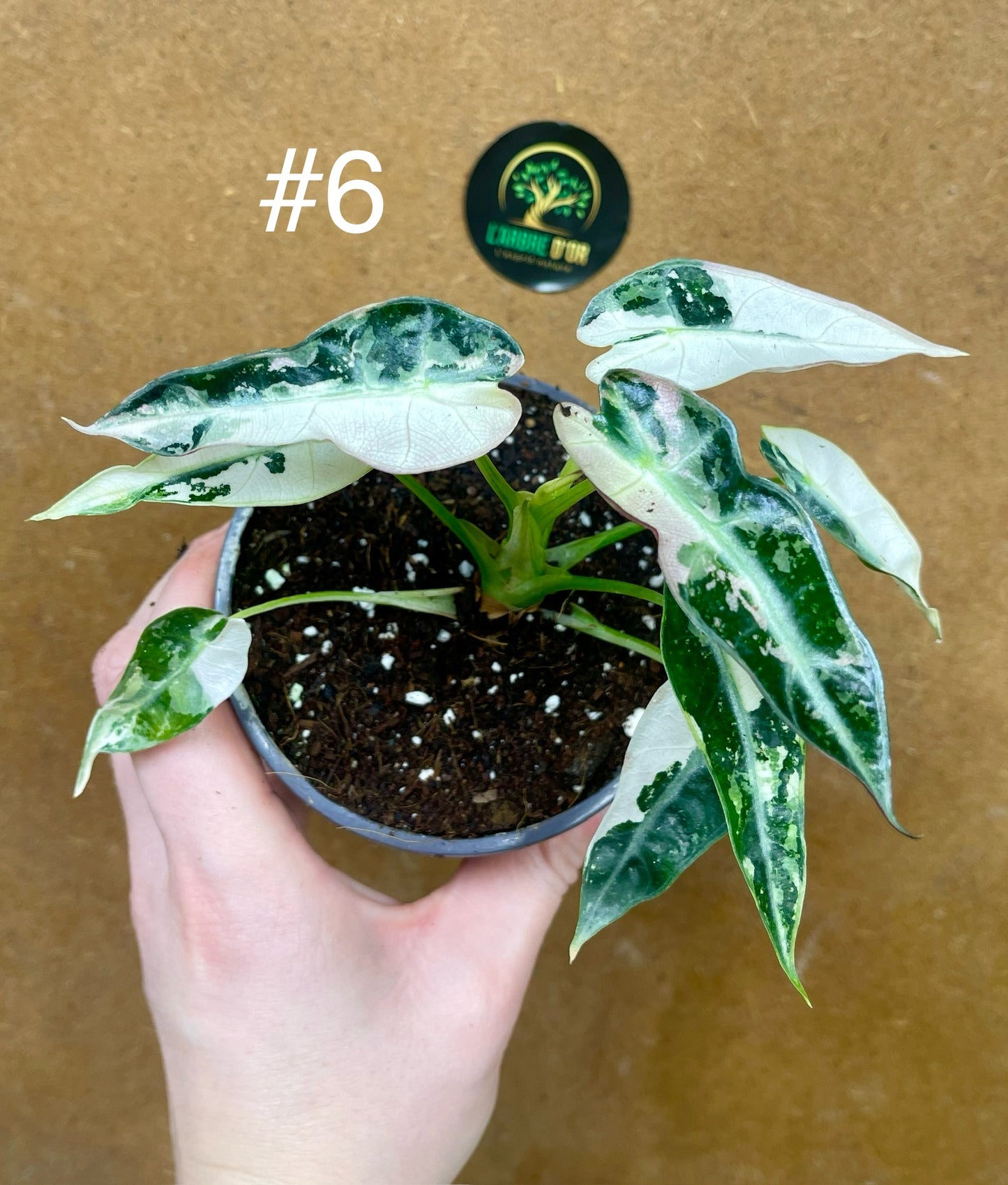 Alocasia green bambino variegata