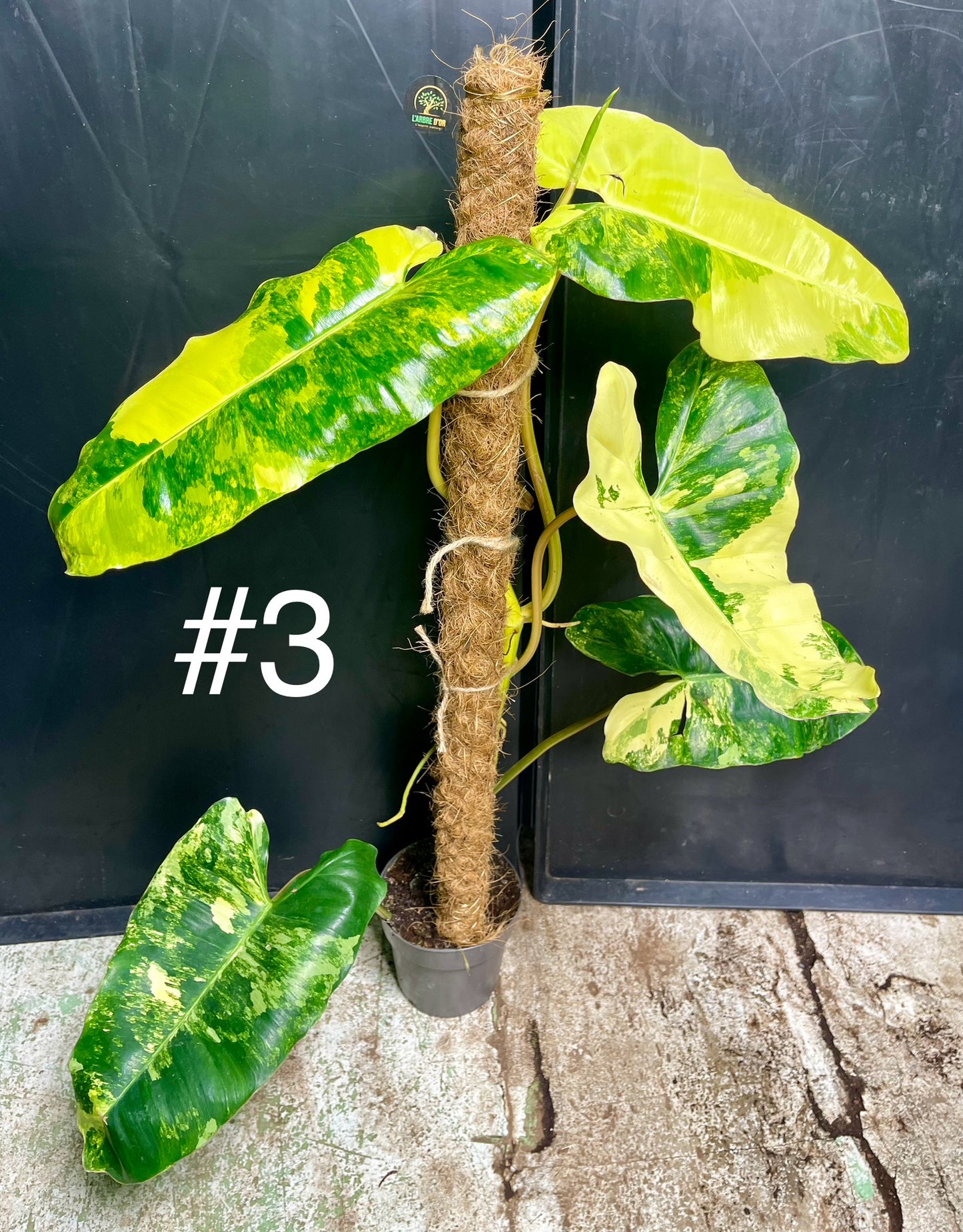 Philodendron burle marx variegata XL tuteur