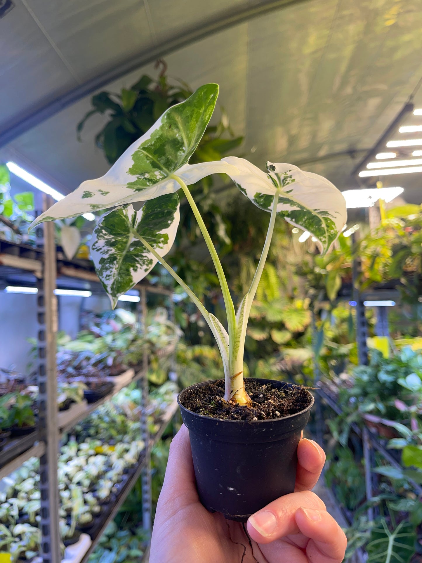 Alocasia frydek variegata haute variegation S