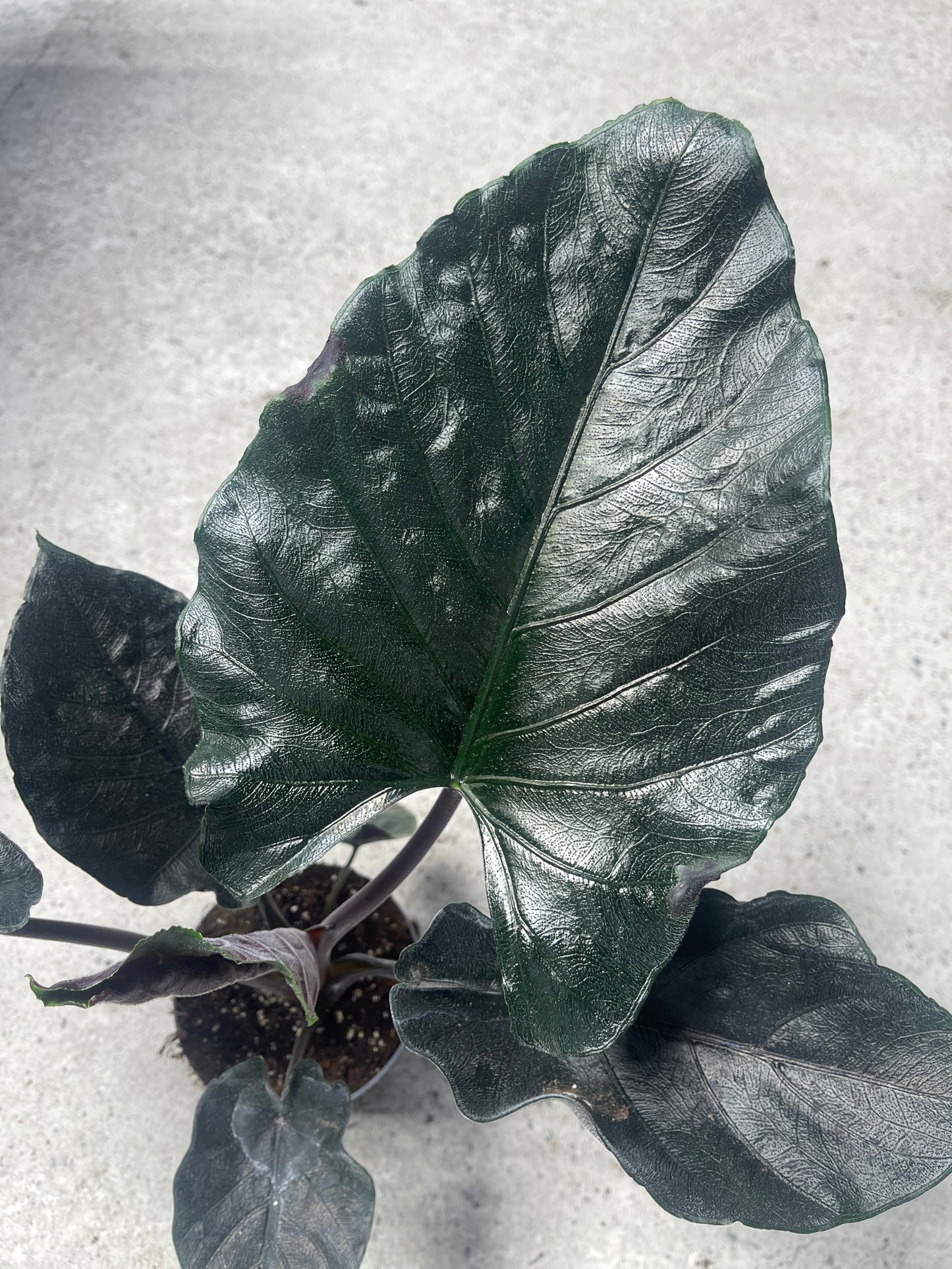 Alocasia antoro velvet